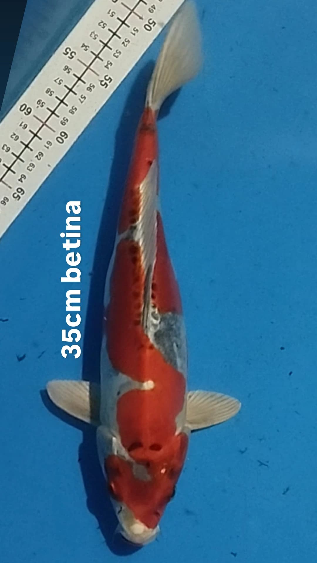 Lelang Koi Online, Jual Beli Ikan Koi, Pusat Jual Beli Koi, Info Lelang Koi Hari Ini, Platform Jual Beli Koi, Jual Beli Ikan Koi Online, Marketplace Ikan Koi, Jual Koi Terbaik, Tempat Beli Koi Berkualitas, Pasar Ikan Koi Online Terpercaya, Penjual Ikan Koi Terpercaya, Beli Koi Hias Online, Ikan Koi untuk Dijual, Koi Kualitas Terbaik, Toko Online Ikan Koi, Koi Hias Untuk Dijual, Jual Beli Ikan Koi Lokal, Koi Indonesia Online, Pusat Jual Beli Koi Terbesar