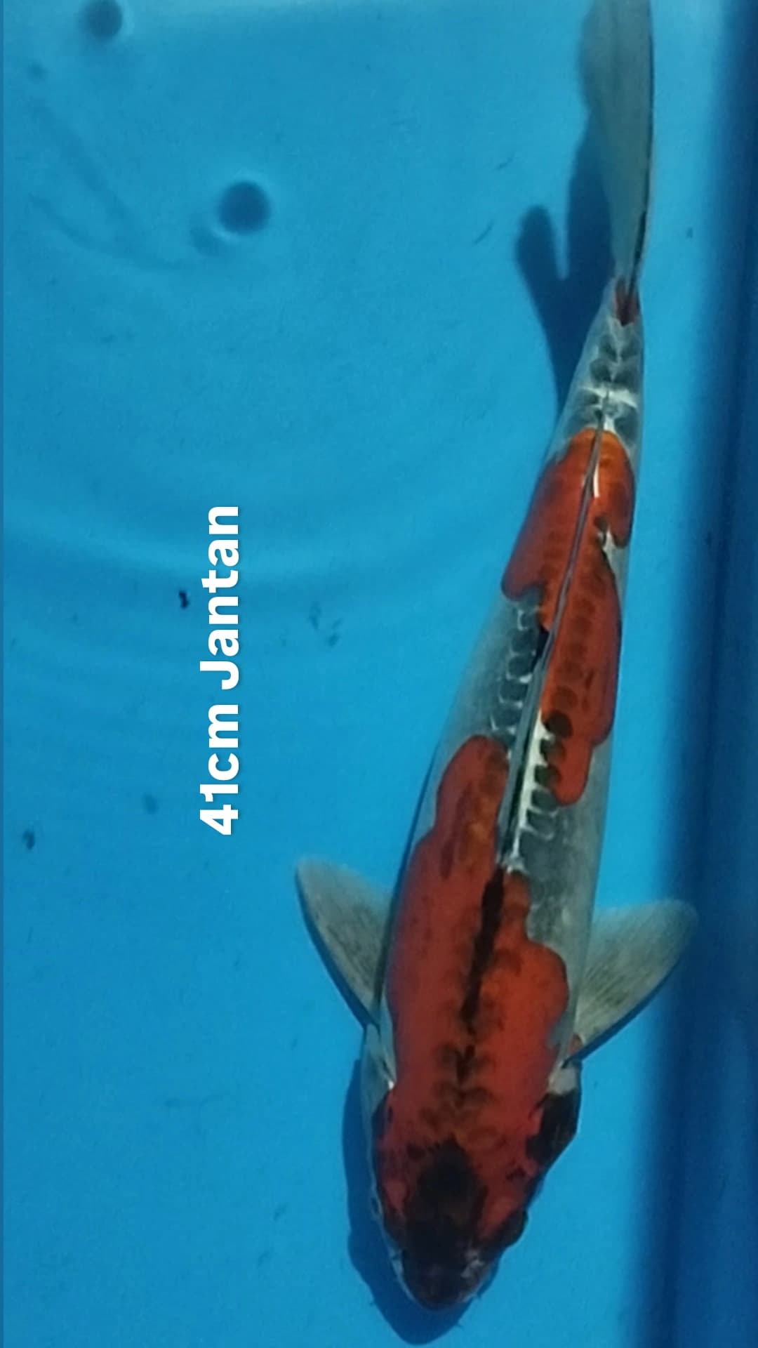 Lelang Koi Online, Jual Beli Ikan Koi, Pusat Jual Beli Koi, Info Lelang Koi Hari Ini, Platform Jual Beli Koi, Jual Beli Ikan Koi Online, Marketplace Ikan Koi, Jual Koi Terbaik, Tempat Beli Koi Berkualitas, Pasar Ikan Koi Online Terpercaya, Penjual Ikan Koi Terpercaya, Beli Koi Hias Online, Ikan Koi untuk Dijual, Koi Kualitas Terbaik, Toko Online Ikan Koi, Koi Hias Untuk Dijual, Jual Beli Ikan Koi Lokal, Koi Indonesia Online, Pusat Jual Beli Koi Terbesar