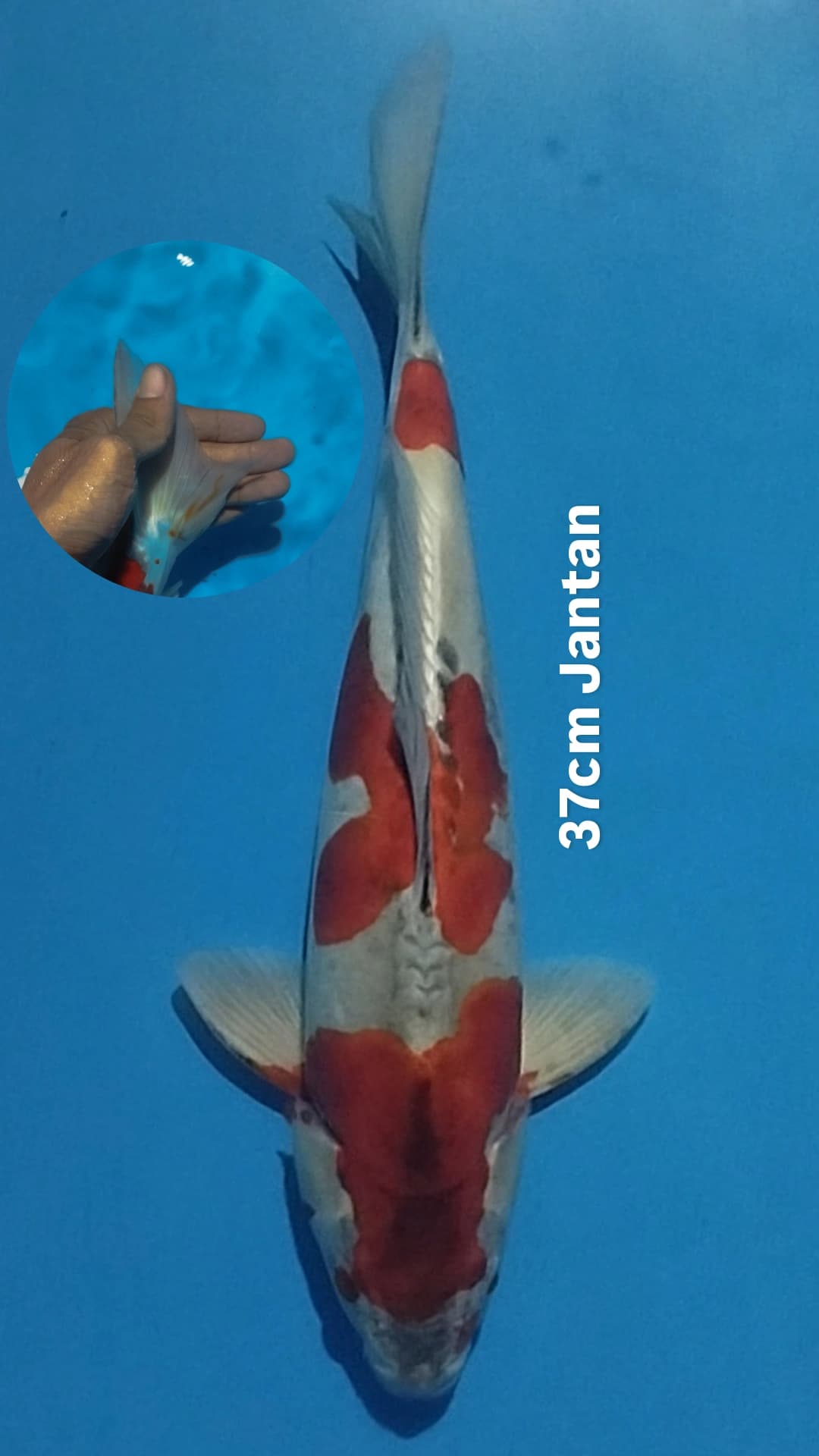 Lelang Koi Online, Jual Beli Ikan Koi, Pusat Jual Beli Koi, Info Lelang Koi Hari Ini, Platform Jual Beli Koi, Jual Beli Ikan Koi Online, Marketplace Ikan Koi, Jual Koi Terbaik, Tempat Beli Koi Berkualitas, Pasar Ikan Koi Online Terpercaya, Penjual Ikan Koi Terpercaya, Beli Koi Hias Online, Ikan Koi untuk Dijual, Koi Kualitas Terbaik, Toko Online Ikan Koi, Koi Hias Untuk Dijual, Jual Beli Ikan Koi Lokal, Koi Indonesia Online, Pusat Jual Beli Koi Terbesar