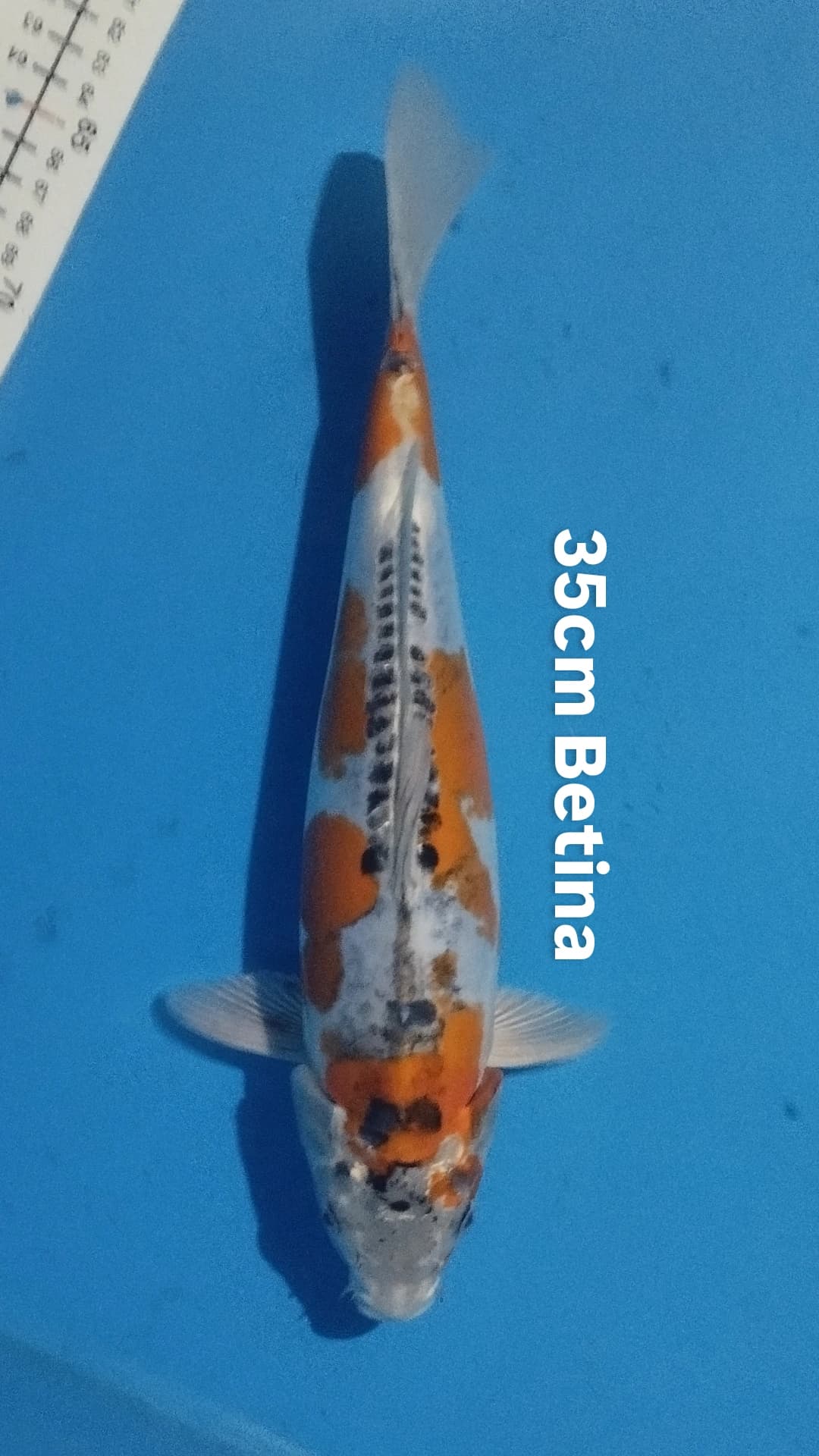 Lelang Koi Online, Jual Beli Ikan Koi, Pusat Jual Beli Koi, Info Lelang Koi Hari Ini, Platform Jual Beli Koi, Jual Beli Ikan Koi Online, Marketplace Ikan Koi, Jual Koi Terbaik, Tempat Beli Koi Berkualitas, Pasar Ikan Koi Online Terpercaya, Penjual Ikan Koi Terpercaya, Beli Koi Hias Online, Ikan Koi untuk Dijual, Koi Kualitas Terbaik, Toko Online Ikan Koi, Koi Hias Untuk Dijual, Jual Beli Ikan Koi Lokal, Koi Indonesia Online, Pusat Jual Beli Koi Terbesar