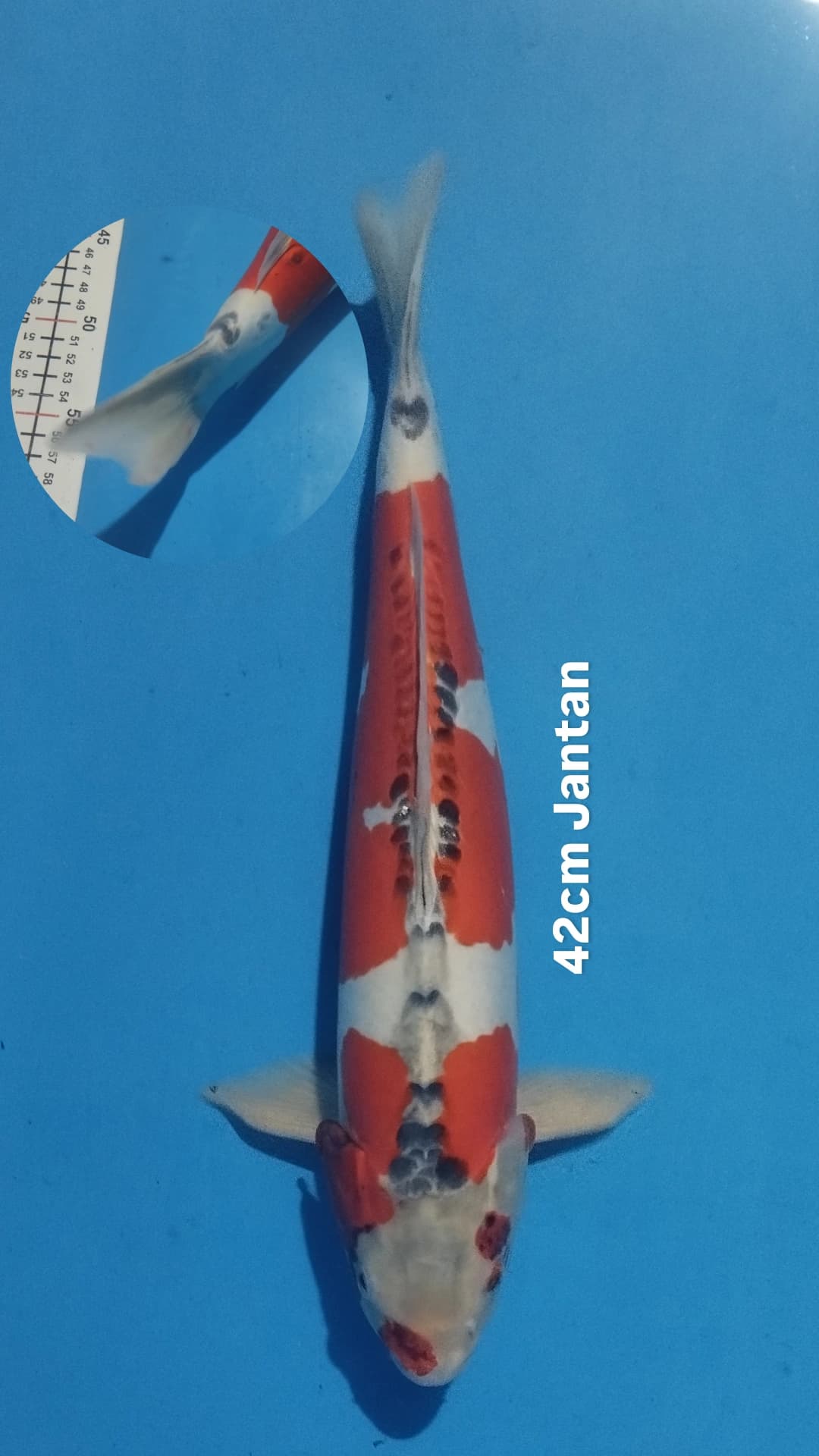 Lelang Koi Online, Jual Beli Ikan Koi, Pusat Jual Beli Koi, Info Lelang Koi Hari Ini, Platform Jual Beli Koi, Jual Beli Ikan Koi Online, Marketplace Ikan Koi, Jual Koi Terbaik, Tempat Beli Koi Berkualitas, Pasar Ikan Koi Online Terpercaya, Penjual Ikan Koi Terpercaya, Beli Koi Hias Online, Ikan Koi untuk Dijual, Koi Kualitas Terbaik, Toko Online Ikan Koi, Koi Hias Untuk Dijual, Jual Beli Ikan Koi Lokal, Koi Indonesia Online, Pusat Jual Beli Koi Terbesar