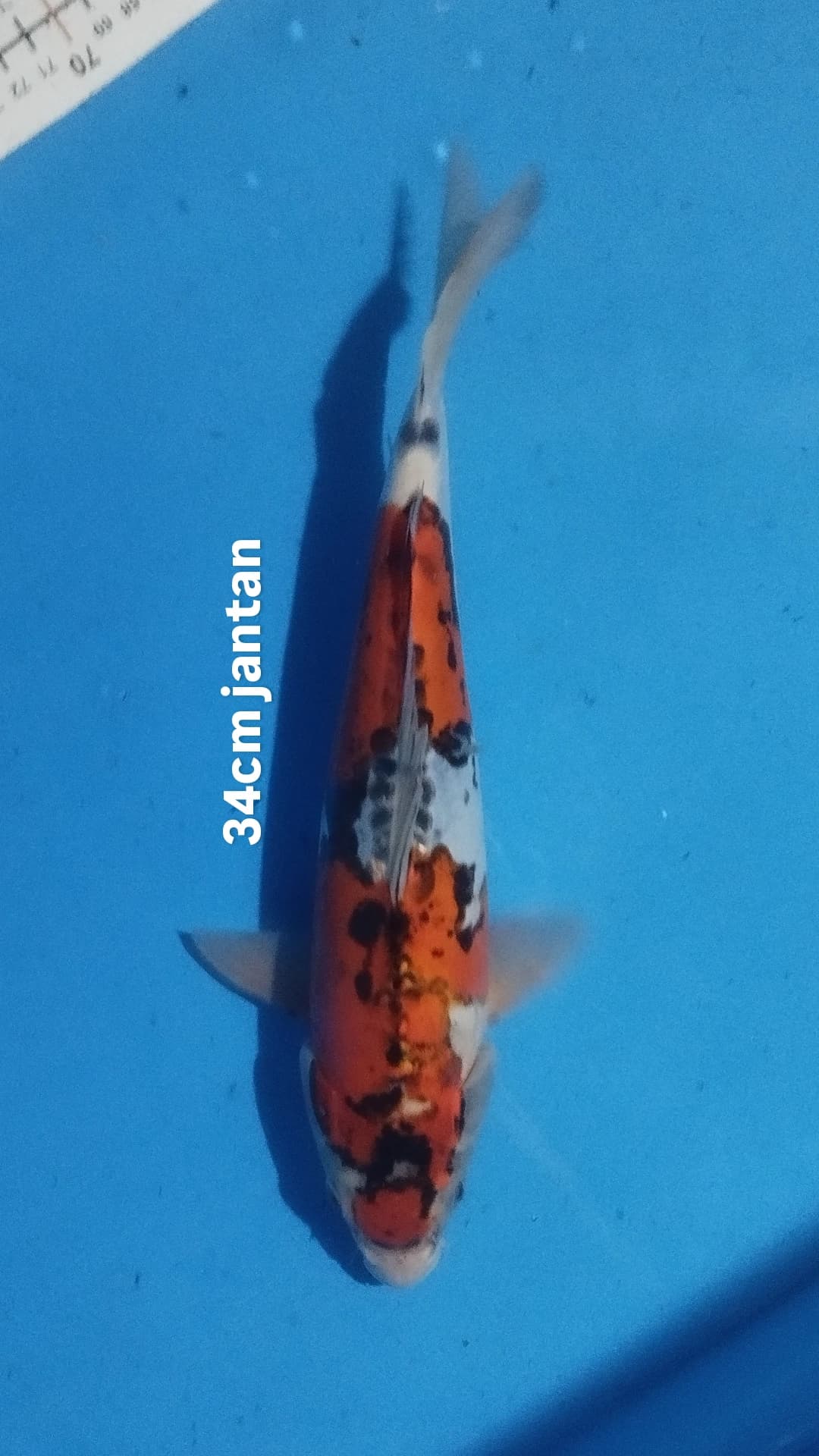 Lelang Koi Online, Jual Beli Ikan Koi, Pusat Jual Beli Koi, Info Lelang Koi Hari Ini, Platform Jual Beli Koi, Jual Beli Ikan Koi Online, Marketplace Ikan Koi, Jual Koi Terbaik, Tempat Beli Koi Berkualitas, Pasar Ikan Koi Online Terpercaya, Penjual Ikan Koi Terpercaya, Beli Koi Hias Online, Ikan Koi untuk Dijual, Koi Kualitas Terbaik, Toko Online Ikan Koi, Koi Hias Untuk Dijual, Jual Beli Ikan Koi Lokal, Koi Indonesia Online, Pusat Jual Beli Koi Terbesar