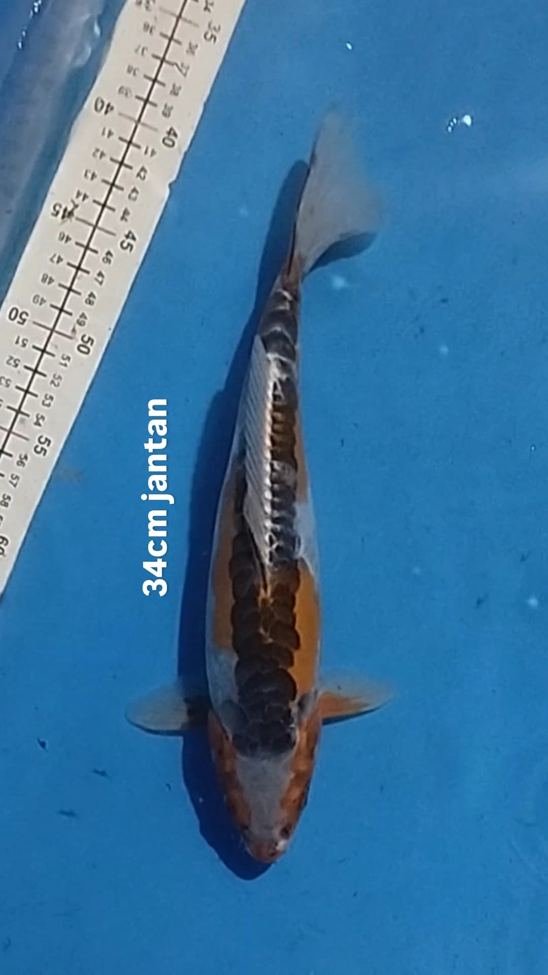 Lelang Koi Online, Jual Beli Ikan Koi, Pusat Jual Beli Koi, Info Lelang Koi Hari Ini, Platform Jual Beli Koi, Jual Beli Ikan Koi Online, Marketplace Ikan Koi, Jual Koi Terbaik, Tempat Beli Koi Berkualitas, Pasar Ikan Koi Online Terpercaya, Penjual Ikan Koi Terpercaya, Beli Koi Hias Online, Ikan Koi untuk Dijual, Koi Kualitas Terbaik, Toko Online Ikan Koi, Koi Hias Untuk Dijual, Jual Beli Ikan Koi Lokal, Koi Indonesia Online, Pusat Jual Beli Koi Terbesar