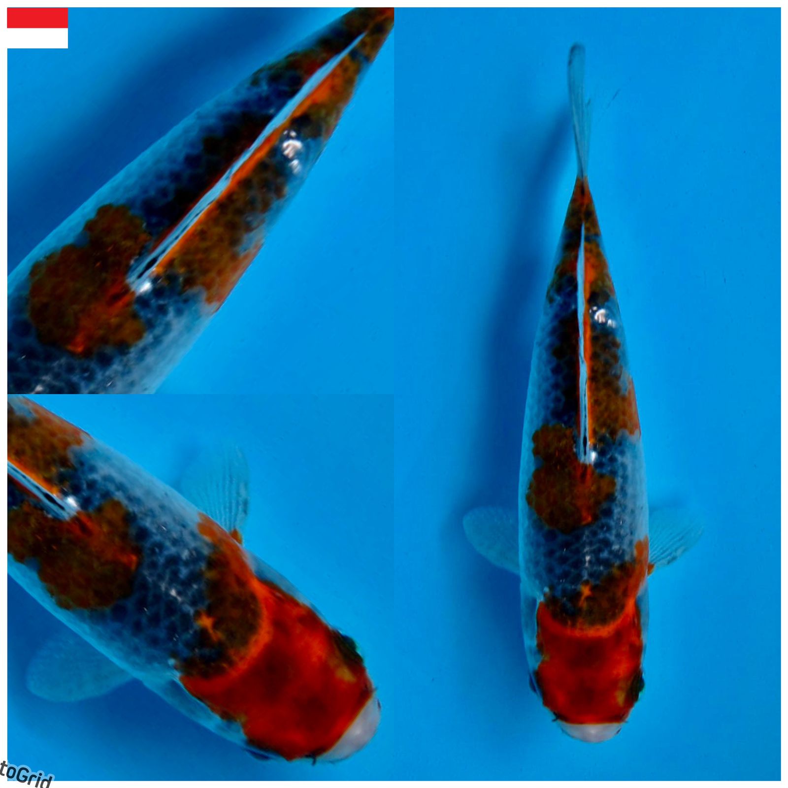 Lelang Koi Online, Jual Beli Ikan Koi, Pusat Jual Beli Koi, Info Lelang Koi Hari Ini, Platform Jual Beli Koi, Jual Beli Ikan Koi Online, Marketplace Ikan Koi, Jual Koi Terbaik, Tempat Beli Koi Berkualitas, Pasar Ikan Koi Online Terpercaya, Penjual Ikan Koi Terpercaya, Beli Koi Hias Online, Ikan Koi untuk Dijual, Koi Kualitas Terbaik, Toko Online Ikan Koi, Koi Hias Untuk Dijual, Jual Beli Ikan Koi Lokal, Koi Indonesia Online, Pusat Jual Beli Koi Terbesar