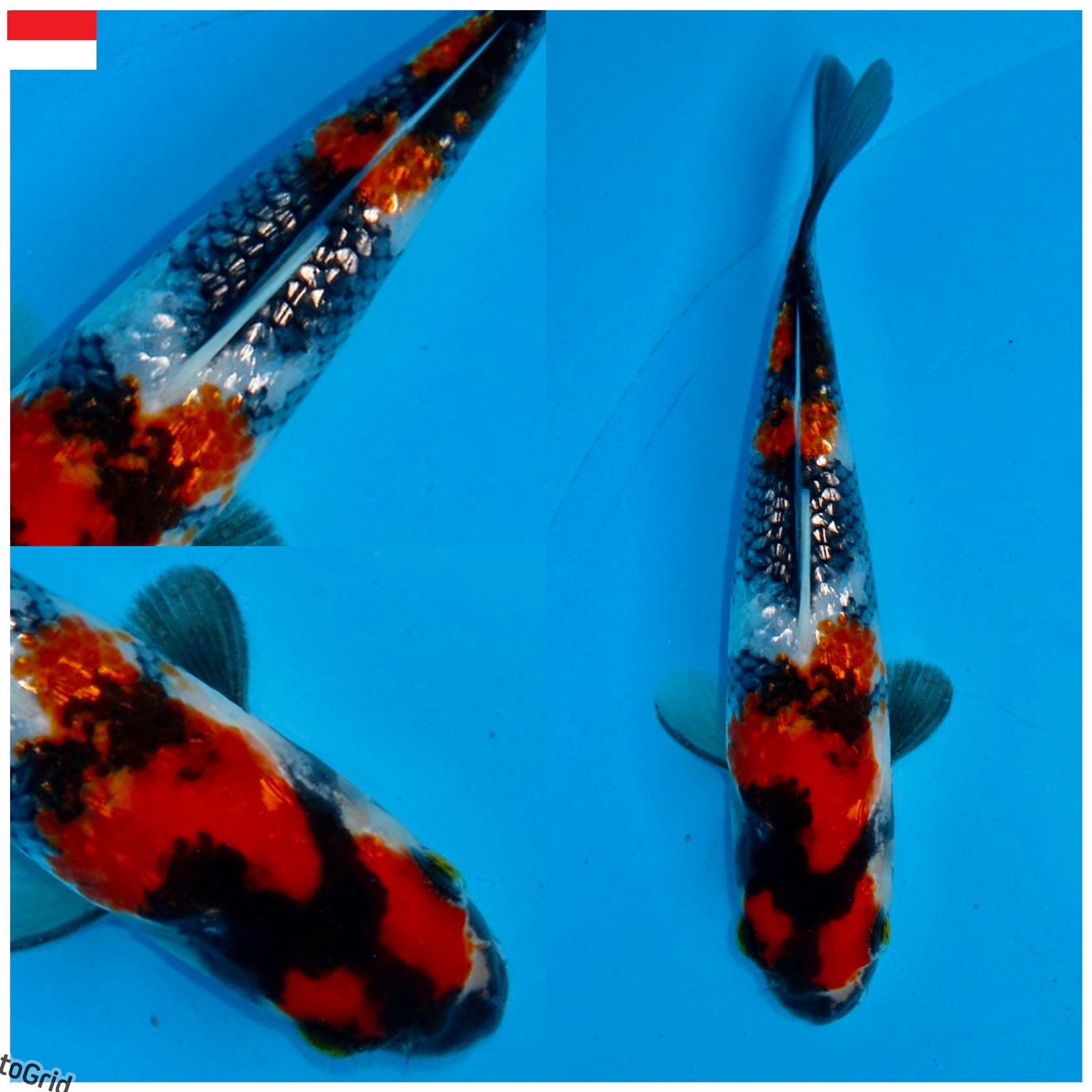 Lelang Koi Online, Jual Beli Ikan Koi, Pusat Jual Beli Koi, Info Lelang Koi Hari Ini, Platform Jual Beli Koi, Jual Beli Ikan Koi Online, Marketplace Ikan Koi, Jual Koi Terbaik, Tempat Beli Koi Berkualitas, Pasar Ikan Koi Online Terpercaya, Penjual Ikan Koi Terpercaya, Beli Koi Hias Online, Ikan Koi untuk Dijual, Koi Kualitas Terbaik, Toko Online Ikan Koi, Koi Hias Untuk Dijual, Jual Beli Ikan Koi Lokal, Koi Indonesia Online, Pusat Jual Beli Koi Terbesar