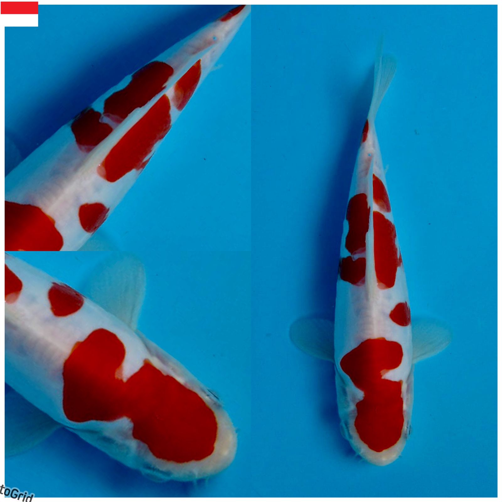 Lelang Koi Online, Jual Beli Ikan Koi, Pusat Jual Beli Koi, Info Lelang Koi Hari Ini, Platform Jual Beli Koi, Jual Beli Ikan Koi Online, Marketplace Ikan Koi, Jual Koi Terbaik, Tempat Beli Koi Berkualitas, Pasar Ikan Koi Online Terpercaya, Penjual Ikan Koi Terpercaya, Beli Koi Hias Online, Ikan Koi untuk Dijual, Koi Kualitas Terbaik, Toko Online Ikan Koi, Koi Hias Untuk Dijual, Jual Beli Ikan Koi Lokal, Koi Indonesia Online, Pusat Jual Beli Koi Terbesar