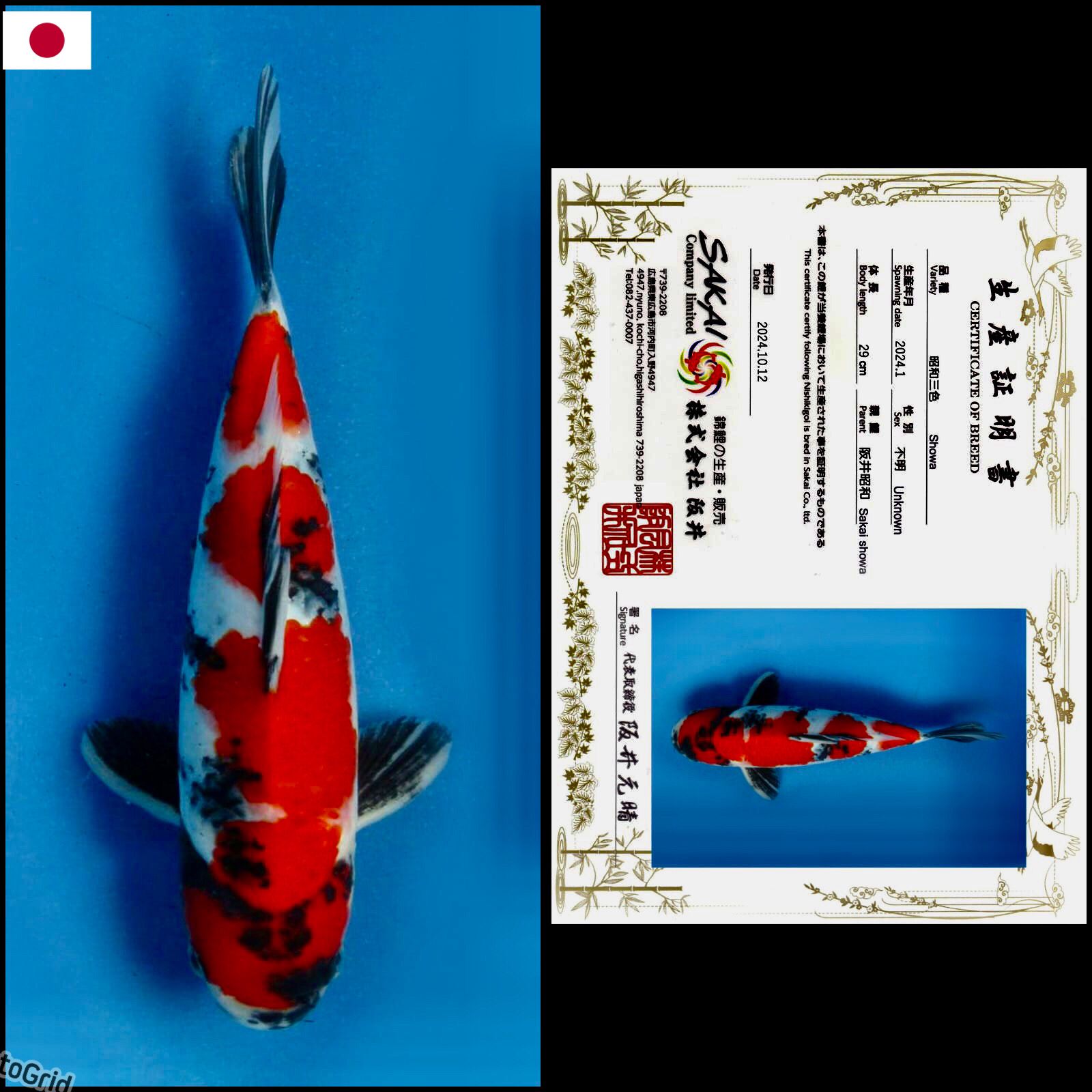 Lelang Koi Online, Jual Beli Ikan Koi, Pusat Jual Beli Koi, Info Lelang Koi Hari Ini, Platform Jual Beli Koi, Jual Beli Ikan Koi Online, Marketplace Ikan Koi, Jual Koi Terbaik, Tempat Beli Koi Berkualitas, Pasar Ikan Koi Online Terpercaya, Penjual Ikan Koi Terpercaya, Beli Koi Hias Online, Ikan Koi untuk Dijual, Koi Kualitas Terbaik, Toko Online Ikan Koi, Koi Hias Untuk Dijual, Jual Beli Ikan Koi Lokal, Koi Indonesia Online, Pusat Jual Beli Koi Terbesar