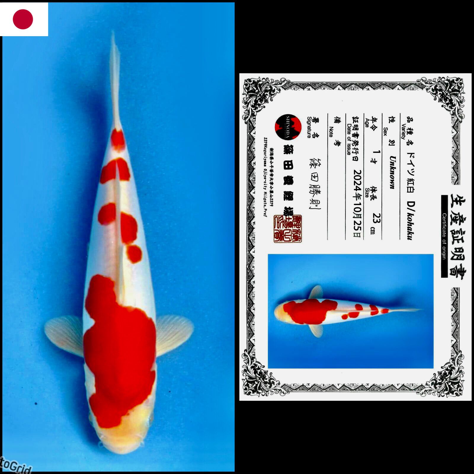 Lelang Koi Online, Jual Beli Ikan Koi, Pusat Jual Beli Koi, Info Lelang Koi Hari Ini, Platform Jual Beli Koi, Jual Beli Ikan Koi Online, Marketplace Ikan Koi, Jual Koi Terbaik, Tempat Beli Koi Berkualitas, Pasar Ikan Koi Online Terpercaya, Penjual Ikan Koi Terpercaya, Beli Koi Hias Online, Ikan Koi untuk Dijual, Koi Kualitas Terbaik, Toko Online Ikan Koi, Koi Hias Untuk Dijual, Jual Beli Ikan Koi Lokal, Koi Indonesia Online, Pusat Jual Beli Koi Terbesar