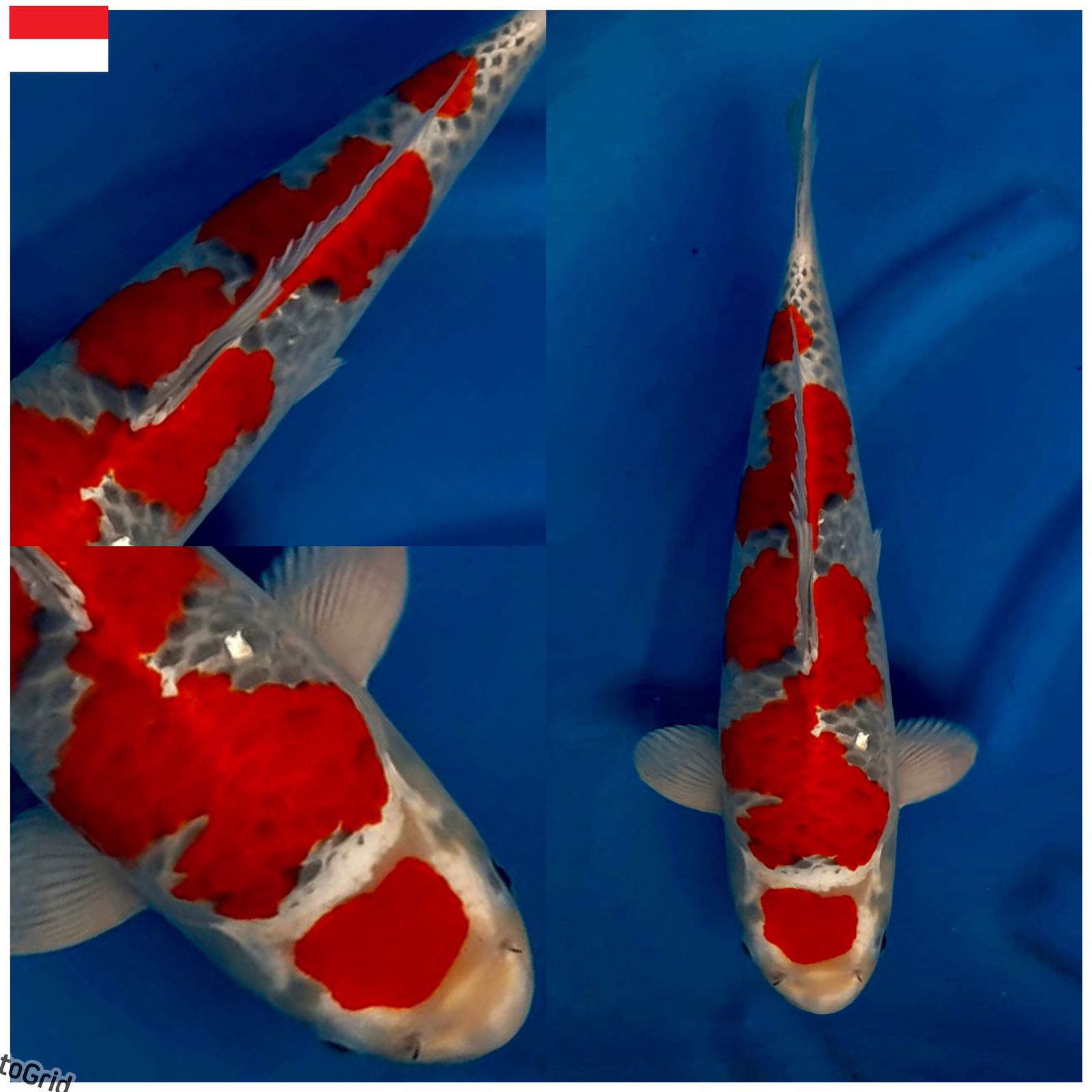 Lelang Koi Online, Jual Beli Ikan Koi, Pusat Jual Beli Koi, Info Lelang Koi Hari Ini, Platform Jual Beli Koi, Jual Beli Ikan Koi Online, Marketplace Ikan Koi, Jual Koi Terbaik, Tempat Beli Koi Berkualitas, Pasar Ikan Koi Online Terpercaya, Penjual Ikan Koi Terpercaya, Beli Koi Hias Online, Ikan Koi untuk Dijual, Koi Kualitas Terbaik, Toko Online Ikan Koi, Koi Hias Untuk Dijual, Jual Beli Ikan Koi Lokal, Koi Indonesia Online, Pusat Jual Beli Koi Terbesar