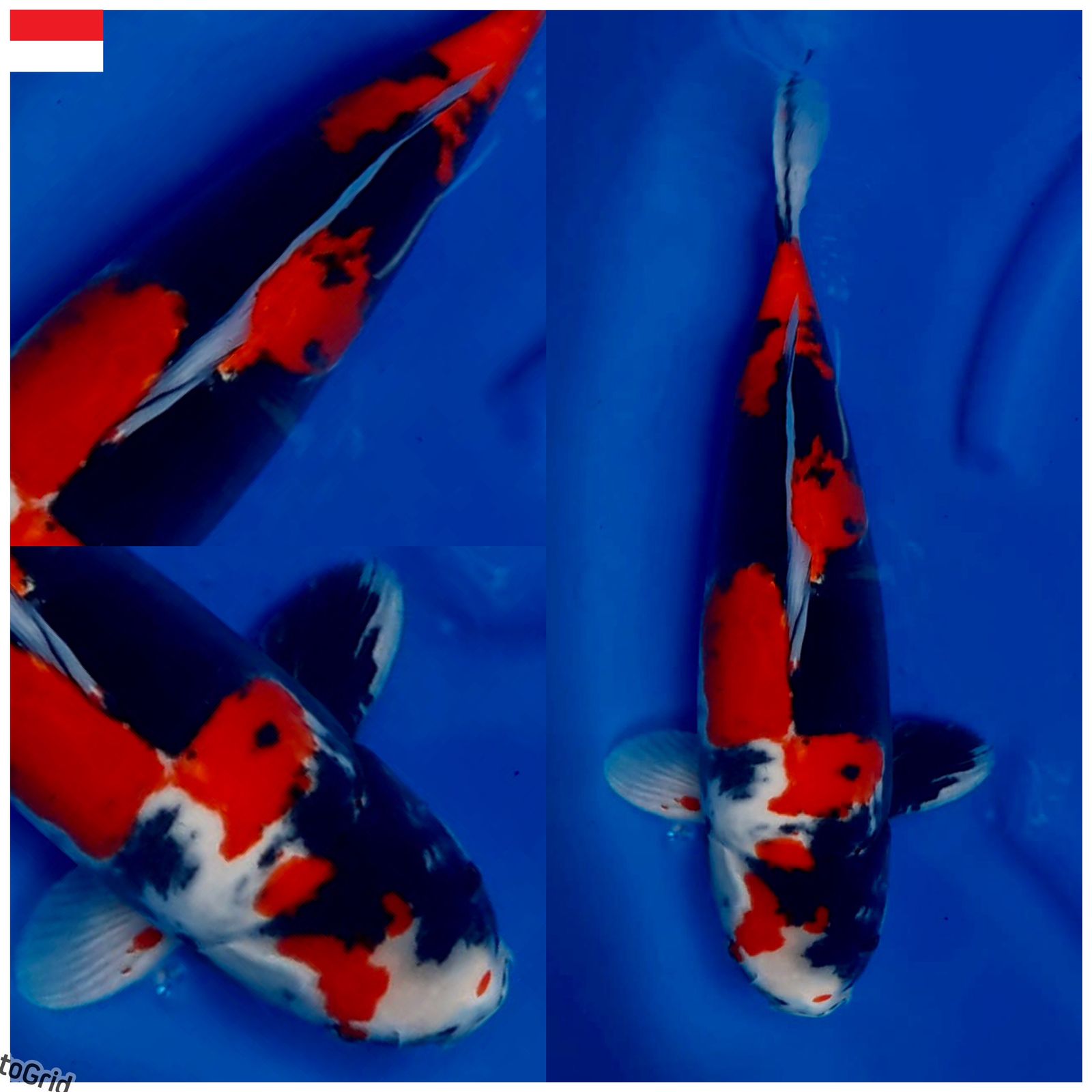 Lelang Koi Online, Jual Beli Ikan Koi, Pusat Jual Beli Koi, Info Lelang Koi Hari Ini, Platform Jual Beli Koi, Jual Beli Ikan Koi Online, Marketplace Ikan Koi, Jual Koi Terbaik, Tempat Beli Koi Berkualitas, Pasar Ikan Koi Online Terpercaya, Penjual Ikan Koi Terpercaya, Beli Koi Hias Online, Ikan Koi untuk Dijual, Koi Kualitas Terbaik, Toko Online Ikan Koi, Koi Hias Untuk Dijual, Jual Beli Ikan Koi Lokal, Koi Indonesia Online, Pusat Jual Beli Koi Terbesar