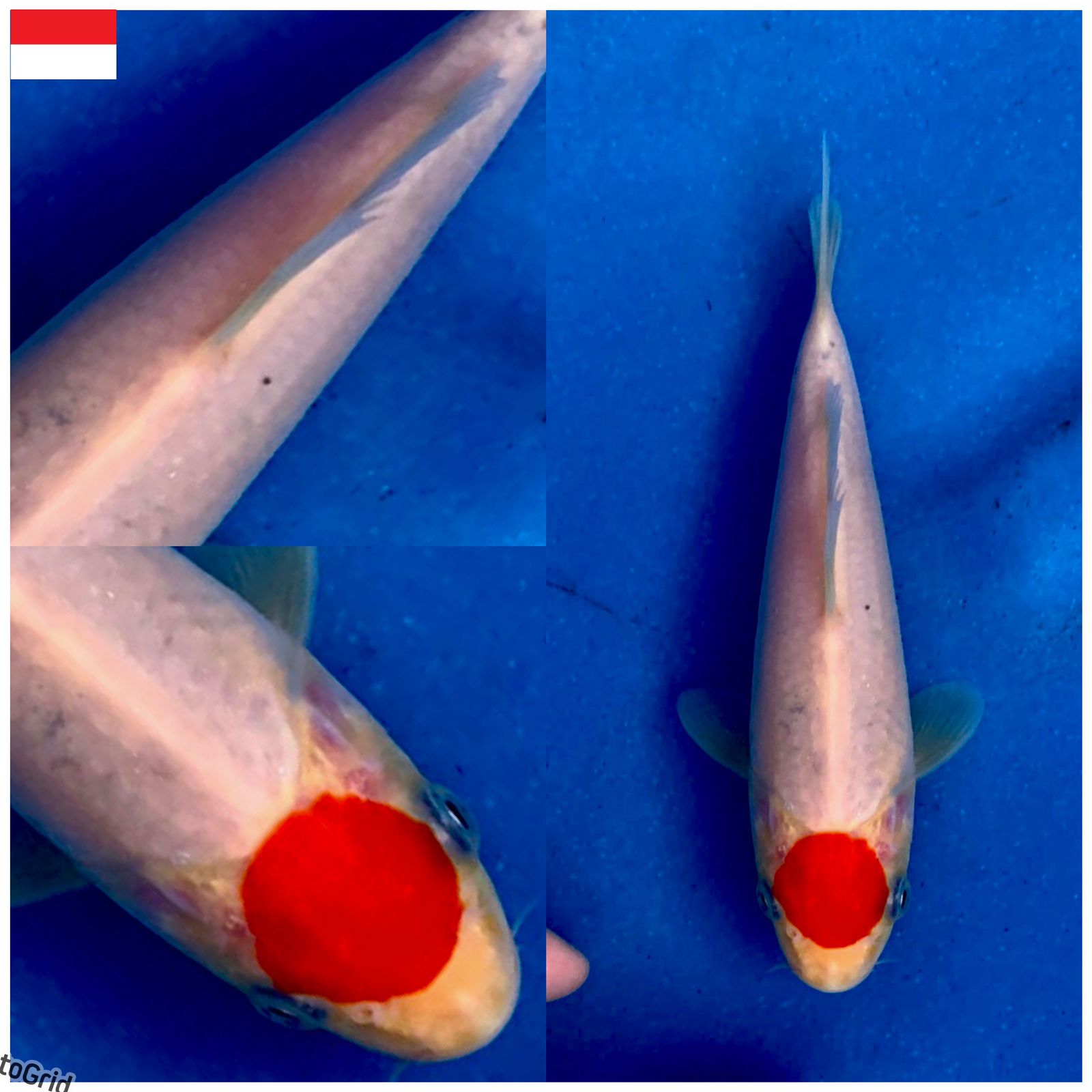 Lelang Koi Online, Jual Beli Ikan Koi, Pusat Jual Beli Koi, Info Lelang Koi Hari Ini, Platform Jual Beli Koi, Jual Beli Ikan Koi Online, Marketplace Ikan Koi, Jual Koi Terbaik, Tempat Beli Koi Berkualitas, Pasar Ikan Koi Online Terpercaya, Penjual Ikan Koi Terpercaya, Beli Koi Hias Online, Ikan Koi untuk Dijual, Koi Kualitas Terbaik, Toko Online Ikan Koi, Koi Hias Untuk Dijual, Jual Beli Ikan Koi Lokal, Koi Indonesia Online, Pusat Jual Beli Koi Terbesar