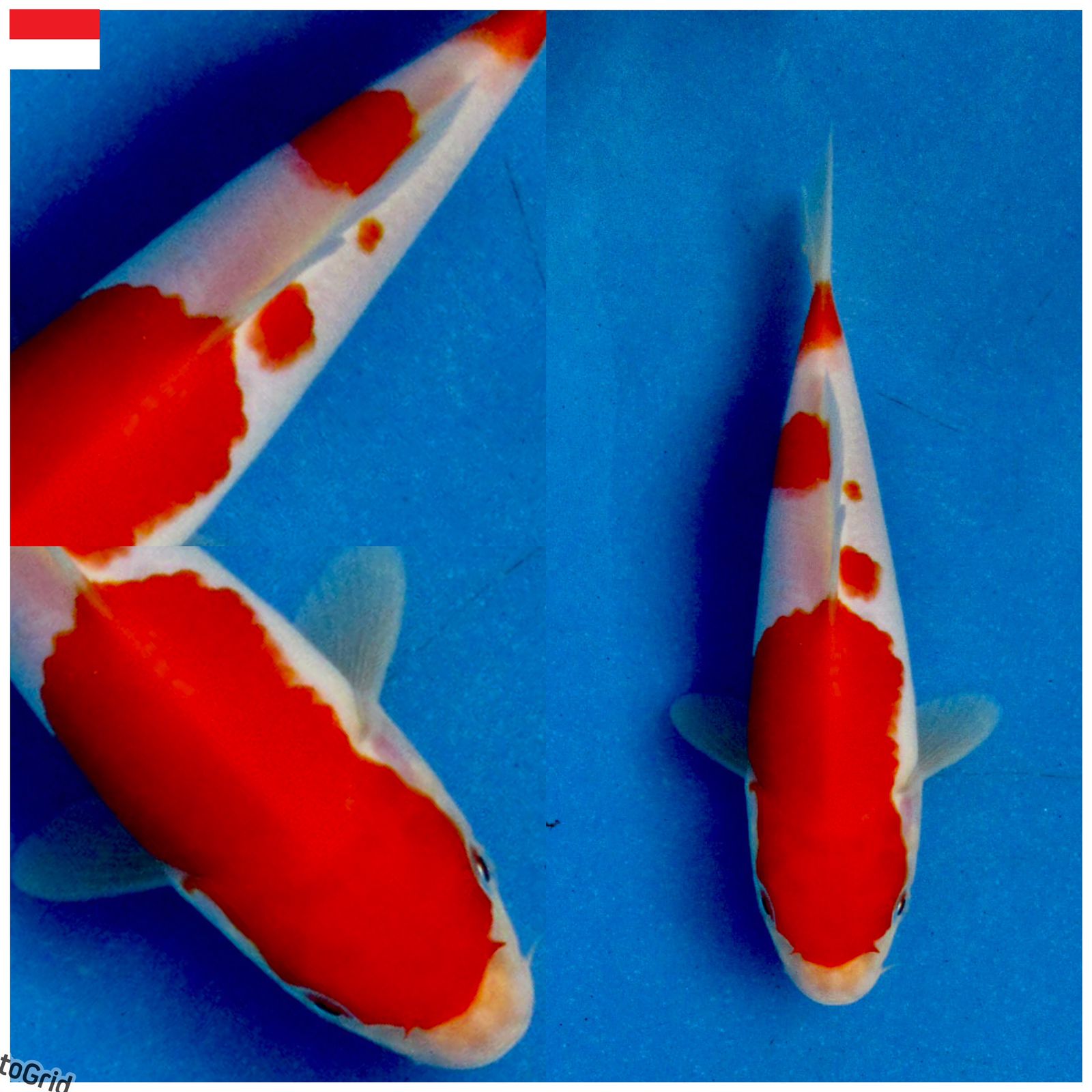 Lelang Koi Online, Jual Beli Ikan Koi, Pusat Jual Beli Koi, Info Lelang Koi Hari Ini, Platform Jual Beli Koi, Jual Beli Ikan Koi Online, Marketplace Ikan Koi, Jual Koi Terbaik, Tempat Beli Koi Berkualitas, Pasar Ikan Koi Online Terpercaya, Penjual Ikan Koi Terpercaya, Beli Koi Hias Online, Ikan Koi untuk Dijual, Koi Kualitas Terbaik, Toko Online Ikan Koi, Koi Hias Untuk Dijual, Jual Beli Ikan Koi Lokal, Koi Indonesia Online, Pusat Jual Beli Koi Terbesar