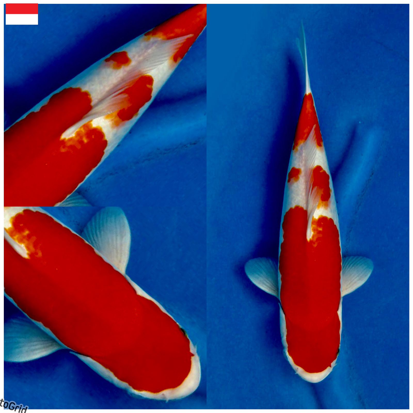 Lelang Koi Online, Jual Beli Ikan Koi, Pusat Jual Beli Koi, Info Lelang Koi Hari Ini, Platform Jual Beli Koi, Jual Beli Ikan Koi Online, Marketplace Ikan Koi, Jual Koi Terbaik, Tempat Beli Koi Berkualitas, Pasar Ikan Koi Online Terpercaya, Penjual Ikan Koi Terpercaya, Beli Koi Hias Online, Ikan Koi untuk Dijual, Koi Kualitas Terbaik, Toko Online Ikan Koi, Koi Hias Untuk Dijual, Jual Beli Ikan Koi Lokal, Koi Indonesia Online, Pusat Jual Beli Koi Terbesar