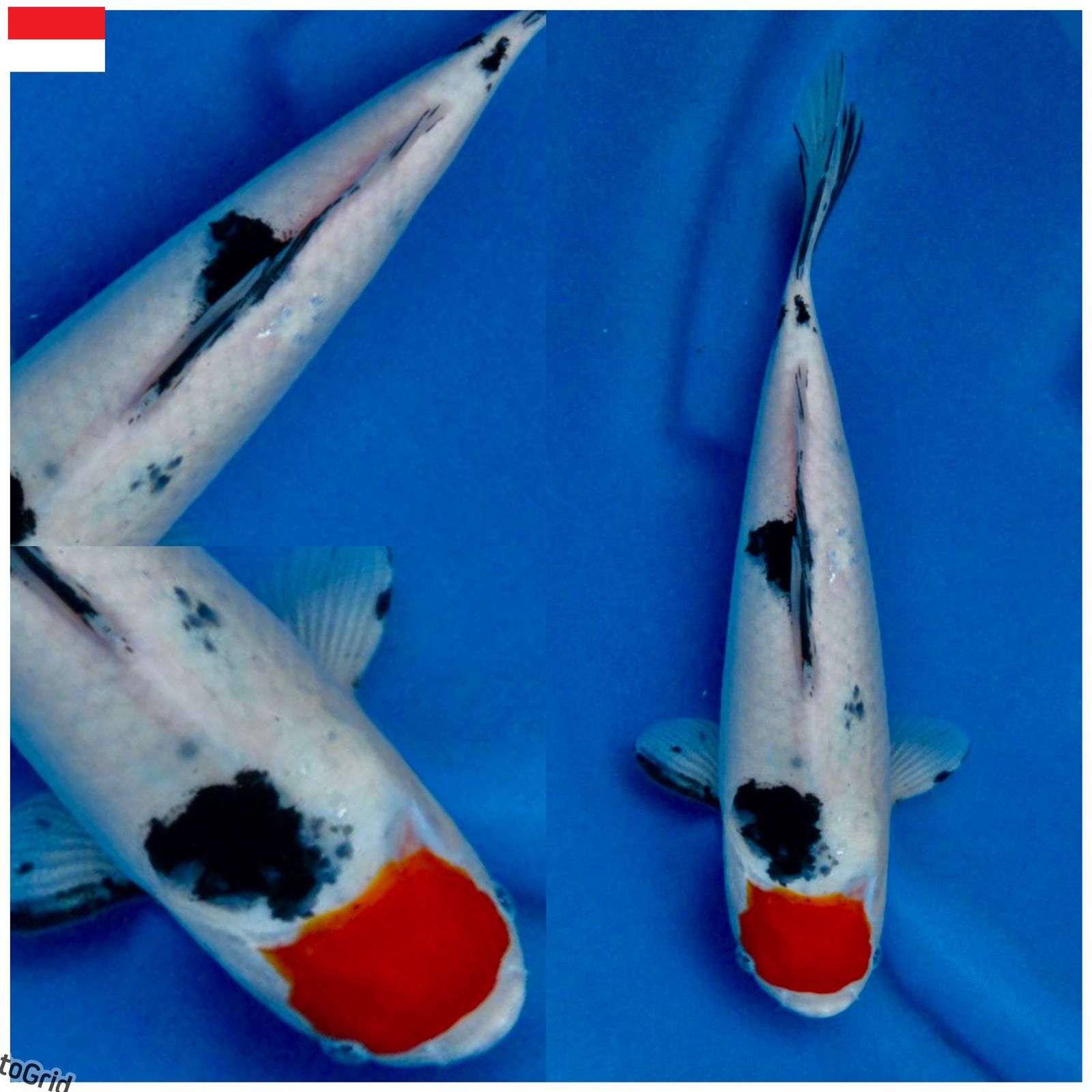 Lelang Koi Online, Jual Beli Ikan Koi, Pusat Jual Beli Koi, Info Lelang Koi Hari Ini, Platform Jual Beli Koi, Jual Beli Ikan Koi Online, Marketplace Ikan Koi, Jual Koi Terbaik, Tempat Beli Koi Berkualitas, Pasar Ikan Koi Online Terpercaya, Penjual Ikan Koi Terpercaya, Beli Koi Hias Online, Ikan Koi untuk Dijual, Koi Kualitas Terbaik, Toko Online Ikan Koi, Koi Hias Untuk Dijual, Jual Beli Ikan Koi Lokal, Koi Indonesia Online, Pusat Jual Beli Koi Terbesar