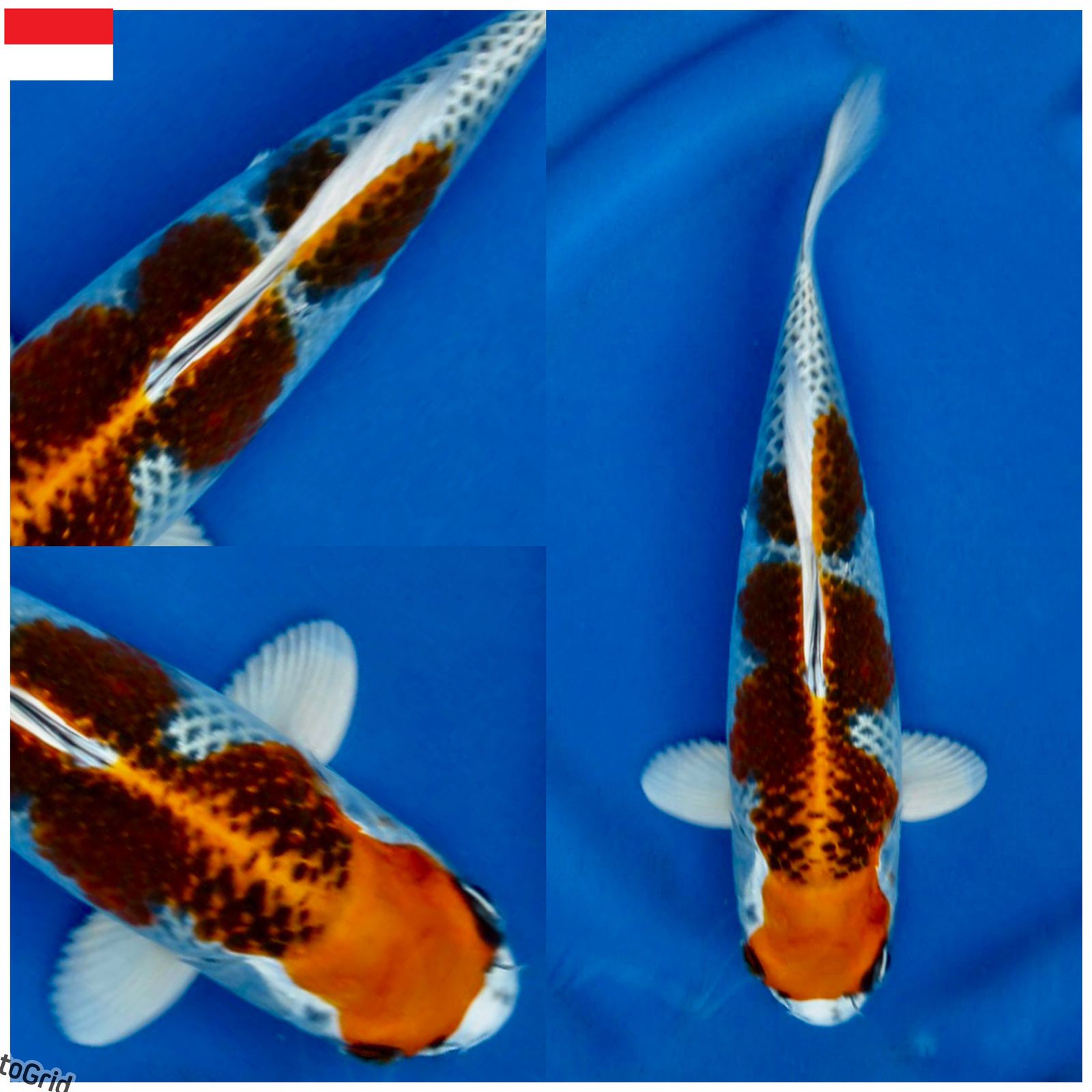 Lelang Koi Online, Jual Beli Ikan Koi, Pusat Jual Beli Koi, Info Lelang Koi Hari Ini, Platform Jual Beli Koi, Jual Beli Ikan Koi Online, Marketplace Ikan Koi, Jual Koi Terbaik, Tempat Beli Koi Berkualitas, Pasar Ikan Koi Online Terpercaya, Penjual Ikan Koi Terpercaya, Beli Koi Hias Online, Ikan Koi untuk Dijual, Koi Kualitas Terbaik, Toko Online Ikan Koi, Koi Hias Untuk Dijual, Jual Beli Ikan Koi Lokal, Koi Indonesia Online, Pusat Jual Beli Koi Terbesar