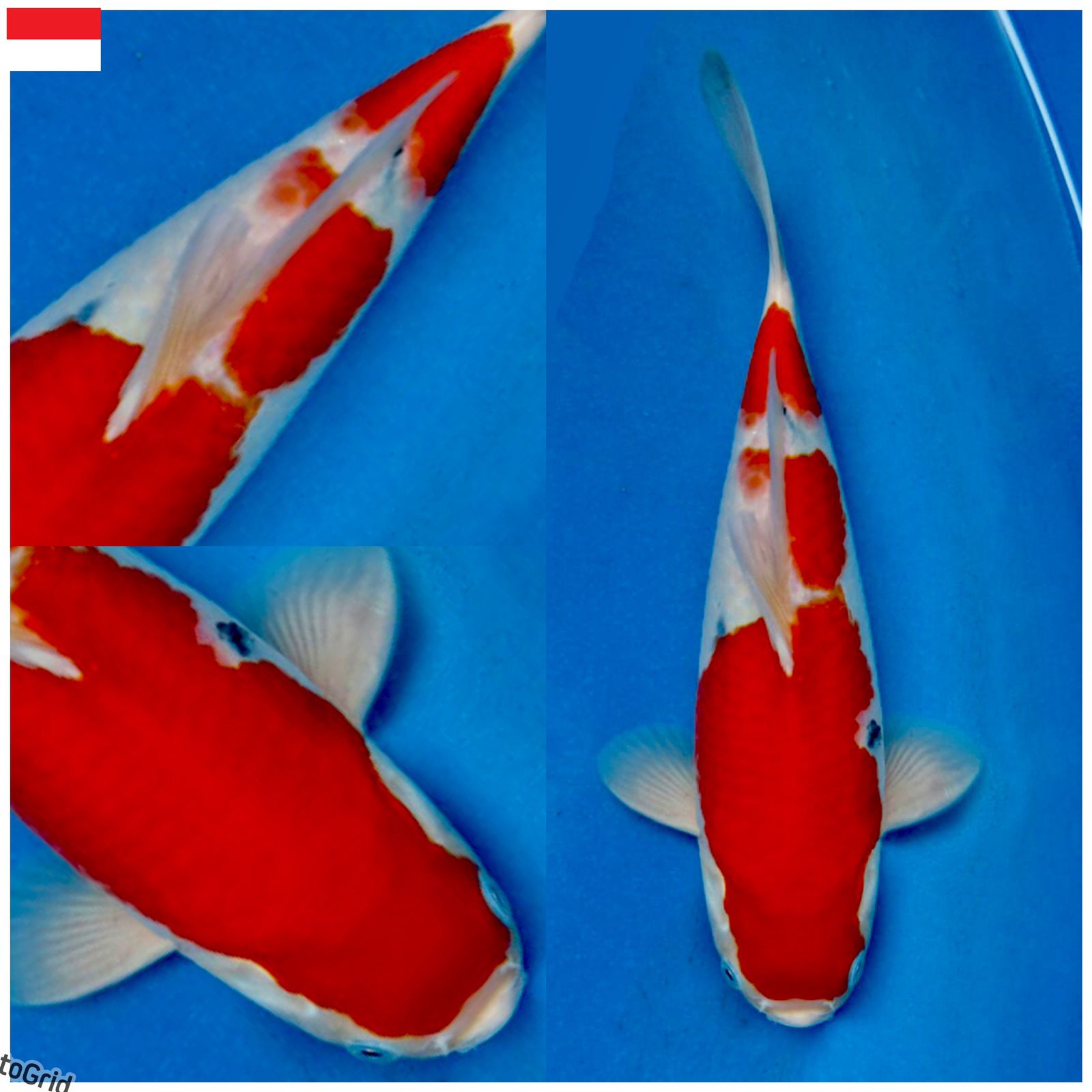 Lelang Koi Online, Jual Beli Ikan Koi, Pusat Jual Beli Koi, Info Lelang Koi Hari Ini, Platform Jual Beli Koi, Jual Beli Ikan Koi Online, Marketplace Ikan Koi, Jual Koi Terbaik, Tempat Beli Koi Berkualitas, Pasar Ikan Koi Online Terpercaya, Penjual Ikan Koi Terpercaya, Beli Koi Hias Online, Ikan Koi untuk Dijual, Koi Kualitas Terbaik, Toko Online Ikan Koi, Koi Hias Untuk Dijual, Jual Beli Ikan Koi Lokal, Koi Indonesia Online, Pusat Jual Beli Koi Terbesar