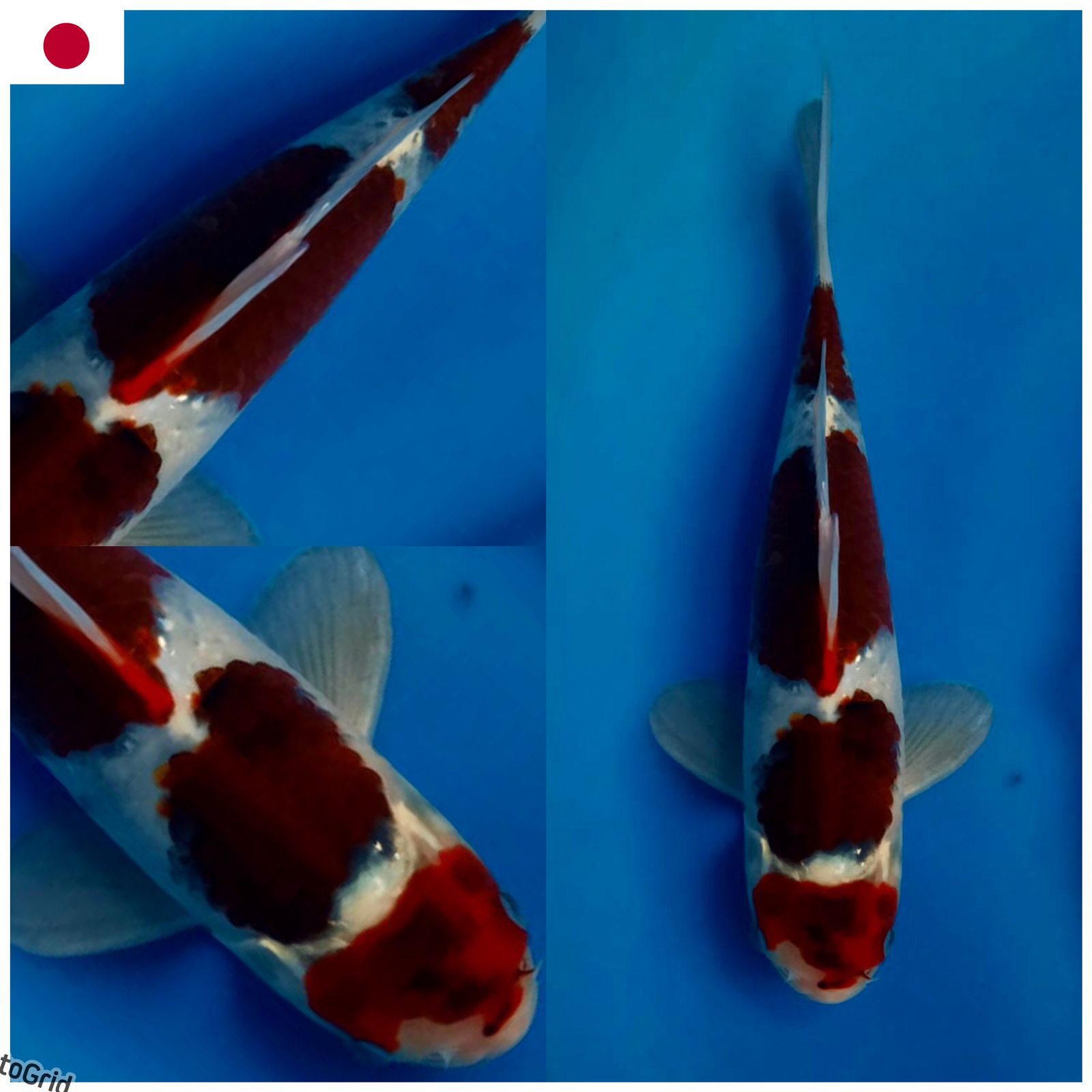 Lelang Koi Online, Jual Beli Ikan Koi, Pusat Jual Beli Koi, Info Lelang Koi Hari Ini, Platform Jual Beli Koi, Jual Beli Ikan Koi Online, Marketplace Ikan Koi, Jual Koi Terbaik, Tempat Beli Koi Berkualitas, Pasar Ikan Koi Online Terpercaya, Penjual Ikan Koi Terpercaya, Beli Koi Hias Online, Ikan Koi untuk Dijual, Koi Kualitas Terbaik, Toko Online Ikan Koi, Koi Hias Untuk Dijual, Jual Beli Ikan Koi Lokal, Koi Indonesia Online, Pusat Jual Beli Koi Terbesar