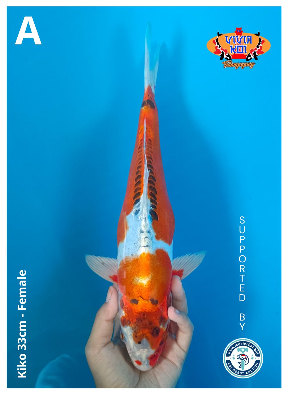 Lelang Koi Online, Jual Beli Ikan Koi, Pusat Jual Beli Koi, Info Lelang Koi Hari Ini, Platform Jual Beli Koi, Jual Beli Ikan Koi Online, Marketplace Ikan Koi, Jual Koi Terbaik, Tempat Beli Koi Berkualitas, Pasar Ikan Koi Online Terpercaya, Penjual Ikan Koi Terpercaya, Beli Koi Hias Online, Ikan Koi untuk Dijual, Koi Kualitas Terbaik, Toko Online Ikan Koi, Koi Hias Untuk Dijual, Jual Beli Ikan Koi Lokal, Koi Indonesia Online, Pusat Jual Beli Koi Terbesar