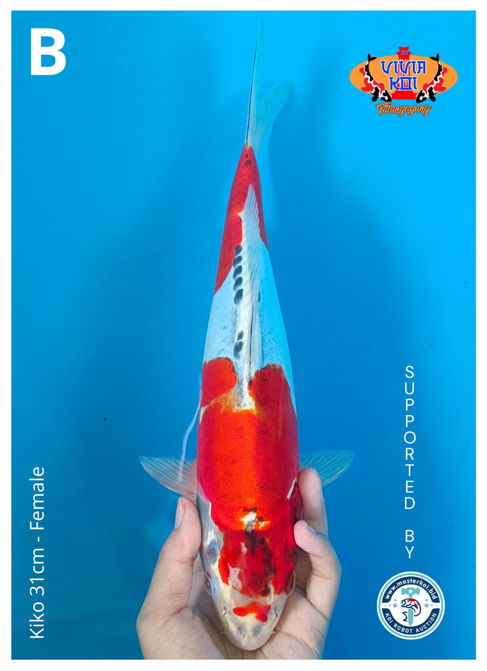 Lelang Koi Online, Jual Beli Ikan Koi, Pusat Jual Beli Koi, Info Lelang Koi Hari Ini, Platform Jual Beli Koi, Jual Beli Ikan Koi Online, Marketplace Ikan Koi, Jual Koi Terbaik, Tempat Beli Koi Berkualitas, Pasar Ikan Koi Online Terpercaya, Penjual Ikan Koi Terpercaya, Beli Koi Hias Online, Ikan Koi untuk Dijual, Koi Kualitas Terbaik, Toko Online Ikan Koi, Koi Hias Untuk Dijual, Jual Beli Ikan Koi Lokal, Koi Indonesia Online, Pusat Jual Beli Koi Terbesar