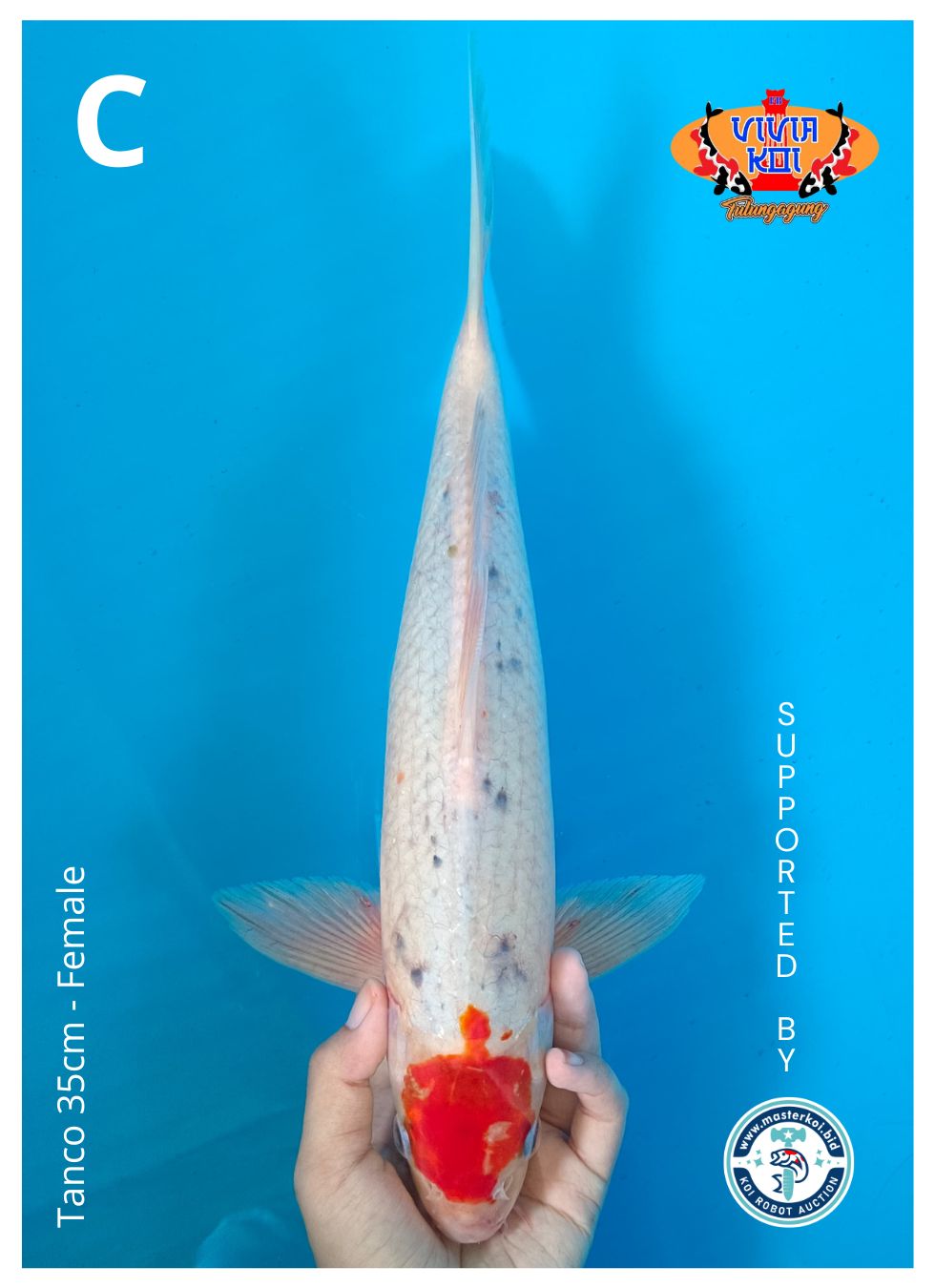 Lelang Koi Online, Jual Beli Ikan Koi, Pusat Jual Beli Koi, Info Lelang Koi Hari Ini, Platform Jual Beli Koi, Jual Beli Ikan Koi Online, Marketplace Ikan Koi, Jual Koi Terbaik, Tempat Beli Koi Berkualitas, Pasar Ikan Koi Online Terpercaya, Penjual Ikan Koi Terpercaya, Beli Koi Hias Online, Ikan Koi untuk Dijual, Koi Kualitas Terbaik, Toko Online Ikan Koi, Koi Hias Untuk Dijual, Jual Beli Ikan Koi Lokal, Koi Indonesia Online, Pusat Jual Beli Koi Terbesar