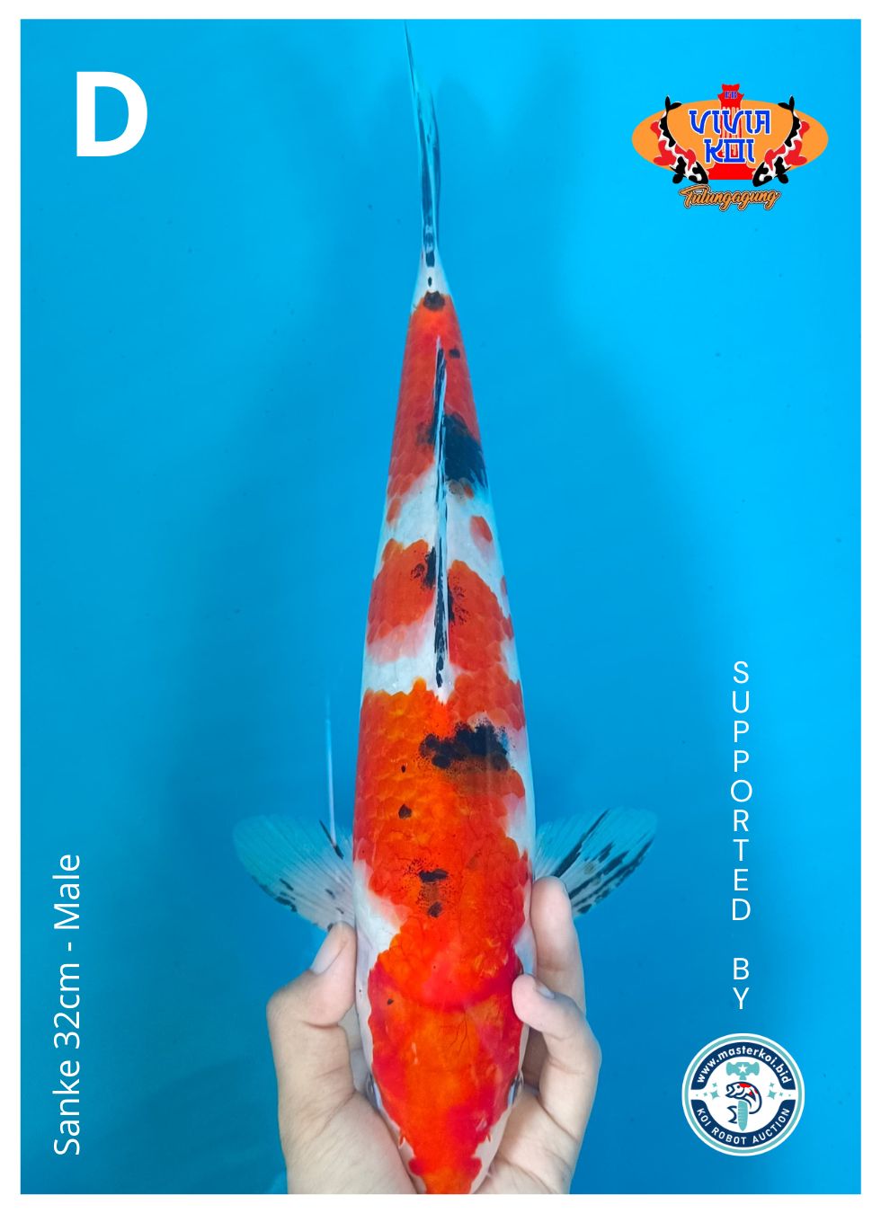 Lelang Koi Online, Jual Beli Ikan Koi, Pusat Jual Beli Koi, Info Lelang Koi Hari Ini, Platform Jual Beli Koi, Jual Beli Ikan Koi Online, Marketplace Ikan Koi, Jual Koi Terbaik, Tempat Beli Koi Berkualitas, Pasar Ikan Koi Online Terpercaya, Penjual Ikan Koi Terpercaya, Beli Koi Hias Online, Ikan Koi untuk Dijual, Koi Kualitas Terbaik, Toko Online Ikan Koi, Koi Hias Untuk Dijual, Jual Beli Ikan Koi Lokal, Koi Indonesia Online, Pusat Jual Beli Koi Terbesar