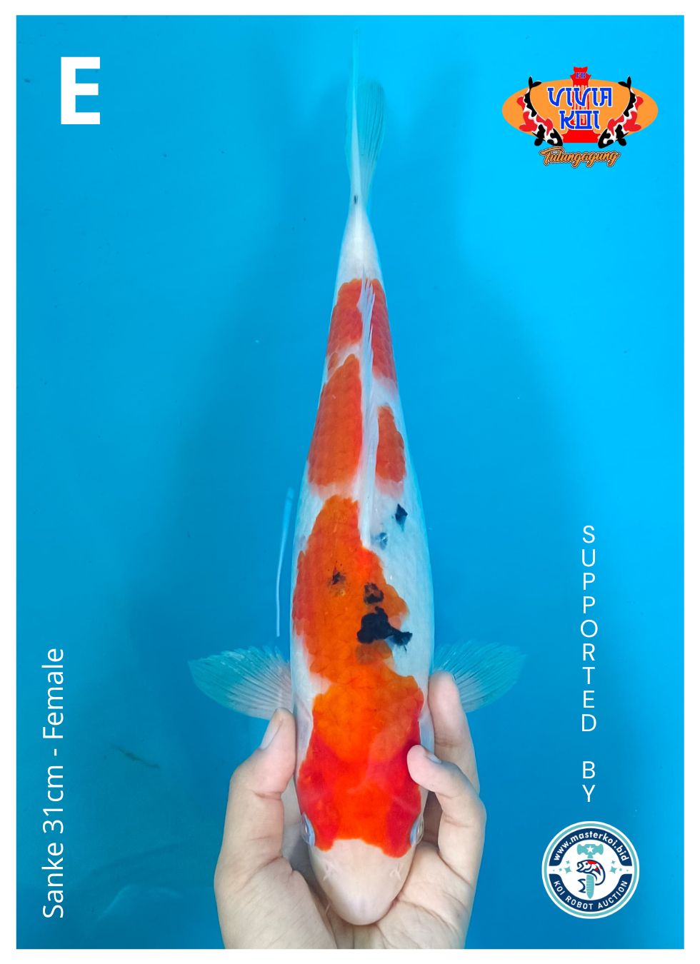 Lelang Koi Online, Jual Beli Ikan Koi, Pusat Jual Beli Koi, Info Lelang Koi Hari Ini, Platform Jual Beli Koi, Jual Beli Ikan Koi Online, Marketplace Ikan Koi, Jual Koi Terbaik, Tempat Beli Koi Berkualitas, Pasar Ikan Koi Online Terpercaya, Penjual Ikan Koi Terpercaya, Beli Koi Hias Online, Ikan Koi untuk Dijual, Koi Kualitas Terbaik, Toko Online Ikan Koi, Koi Hias Untuk Dijual, Jual Beli Ikan Koi Lokal, Koi Indonesia Online, Pusat Jual Beli Koi Terbesar