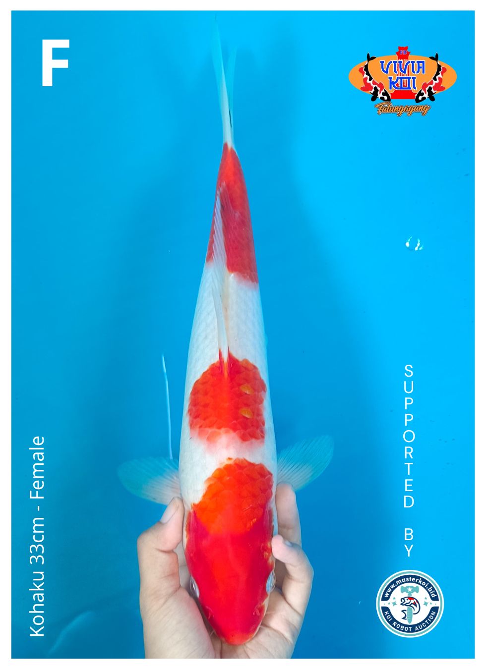 Lelang Koi Online, Jual Beli Ikan Koi, Pusat Jual Beli Koi, Info Lelang Koi Hari Ini, Platform Jual Beli Koi, Jual Beli Ikan Koi Online, Marketplace Ikan Koi, Jual Koi Terbaik, Tempat Beli Koi Berkualitas, Pasar Ikan Koi Online Terpercaya, Penjual Ikan Koi Terpercaya, Beli Koi Hias Online, Ikan Koi untuk Dijual, Koi Kualitas Terbaik, Toko Online Ikan Koi, Koi Hias Untuk Dijual, Jual Beli Ikan Koi Lokal, Koi Indonesia Online, Pusat Jual Beli Koi Terbesar
