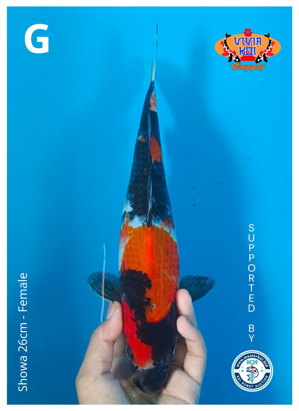 Lelang Koi Online, Jual Beli Ikan Koi, Pusat Jual Beli Koi, Info Lelang Koi Hari Ini, Platform Jual Beli Koi, Jual Beli Ikan Koi Online, Marketplace Ikan Koi, Jual Koi Terbaik, Tempat Beli Koi Berkualitas, Pasar Ikan Koi Online Terpercaya, Penjual Ikan Koi Terpercaya, Beli Koi Hias Online, Ikan Koi untuk Dijual, Koi Kualitas Terbaik, Toko Online Ikan Koi, Koi Hias Untuk Dijual, Jual Beli Ikan Koi Lokal, Koi Indonesia Online, Pusat Jual Beli Koi Terbesar