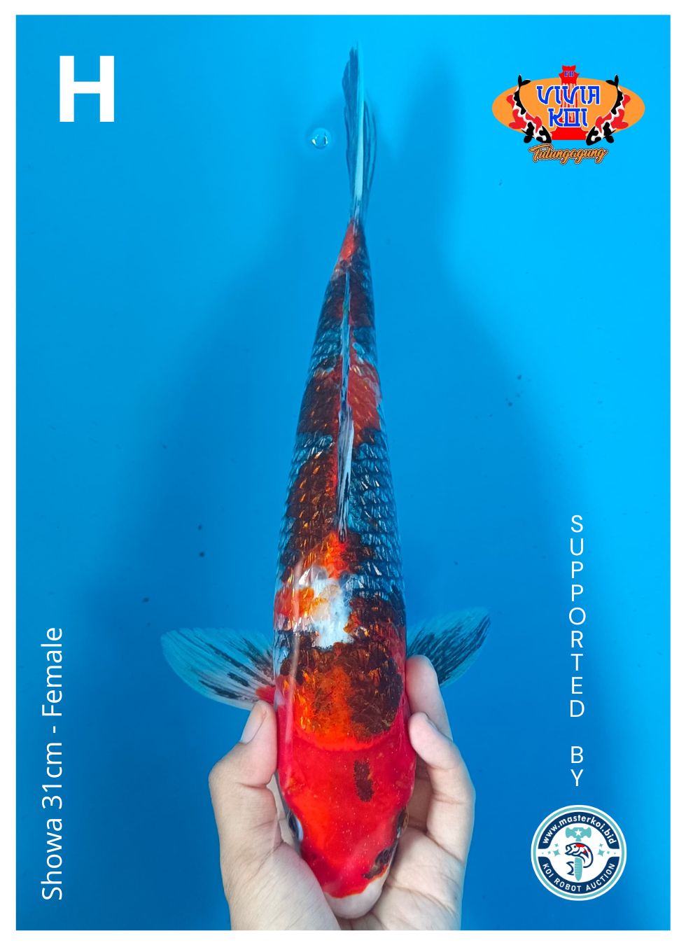 Lelang Koi Online, Jual Beli Ikan Koi, Pusat Jual Beli Koi, Info Lelang Koi Hari Ini, Platform Jual Beli Koi, Jual Beli Ikan Koi Online, Marketplace Ikan Koi, Jual Koi Terbaik, Tempat Beli Koi Berkualitas, Pasar Ikan Koi Online Terpercaya, Penjual Ikan Koi Terpercaya, Beli Koi Hias Online, Ikan Koi untuk Dijual, Koi Kualitas Terbaik, Toko Online Ikan Koi, Koi Hias Untuk Dijual, Jual Beli Ikan Koi Lokal, Koi Indonesia Online, Pusat Jual Beli Koi Terbesar