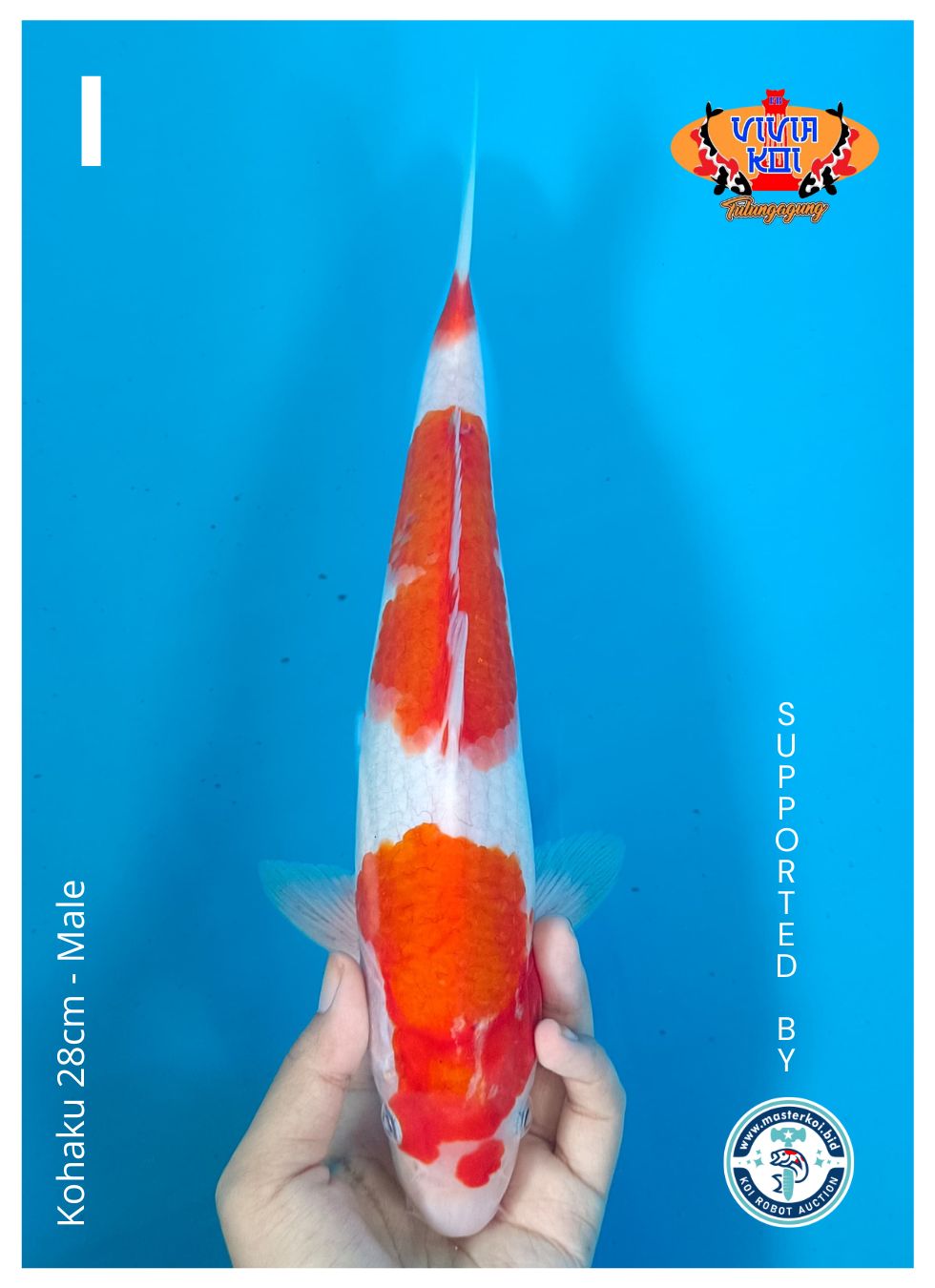 Lelang Koi Online, Jual Beli Ikan Koi, Pusat Jual Beli Koi, Info Lelang Koi Hari Ini, Platform Jual Beli Koi, Jual Beli Ikan Koi Online, Marketplace Ikan Koi, Jual Koi Terbaik, Tempat Beli Koi Berkualitas, Pasar Ikan Koi Online Terpercaya, Penjual Ikan Koi Terpercaya, Beli Koi Hias Online, Ikan Koi untuk Dijual, Koi Kualitas Terbaik, Toko Online Ikan Koi, Koi Hias Untuk Dijual, Jual Beli Ikan Koi Lokal, Koi Indonesia Online, Pusat Jual Beli Koi Terbesar
