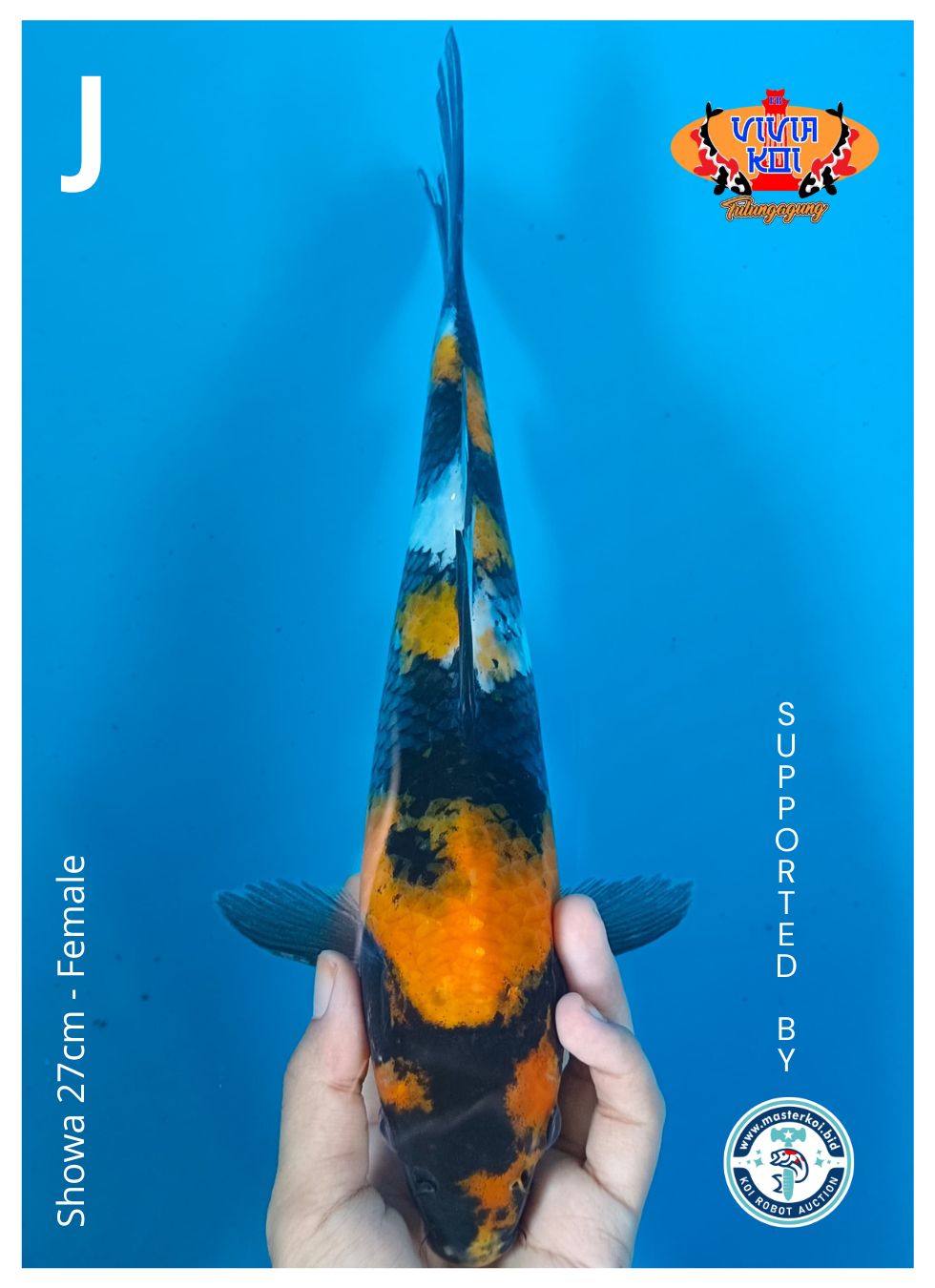 Lelang Koi Online, Jual Beli Ikan Koi, Pusat Jual Beli Koi, Info Lelang Koi Hari Ini, Platform Jual Beli Koi, Jual Beli Ikan Koi Online, Marketplace Ikan Koi, Jual Koi Terbaik, Tempat Beli Koi Berkualitas, Pasar Ikan Koi Online Terpercaya, Penjual Ikan Koi Terpercaya, Beli Koi Hias Online, Ikan Koi untuk Dijual, Koi Kualitas Terbaik, Toko Online Ikan Koi, Koi Hias Untuk Dijual, Jual Beli Ikan Koi Lokal, Koi Indonesia Online, Pusat Jual Beli Koi Terbesar