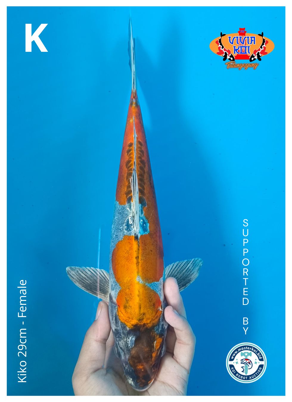 Lelang Koi Online, Jual Beli Ikan Koi, Pusat Jual Beli Koi, Info Lelang Koi Hari Ini, Platform Jual Beli Koi, Jual Beli Ikan Koi Online, Marketplace Ikan Koi, Jual Koi Terbaik, Tempat Beli Koi Berkualitas, Pasar Ikan Koi Online Terpercaya, Penjual Ikan Koi Terpercaya, Beli Koi Hias Online, Ikan Koi untuk Dijual, Koi Kualitas Terbaik, Toko Online Ikan Koi, Koi Hias Untuk Dijual, Jual Beli Ikan Koi Lokal, Koi Indonesia Online, Pusat Jual Beli Koi Terbesar
