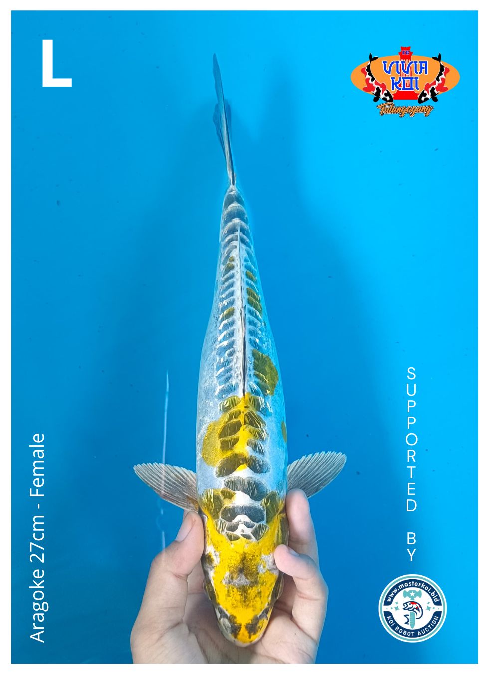 Lelang Koi Online, Jual Beli Ikan Koi, Pusat Jual Beli Koi, Info Lelang Koi Hari Ini, Platform Jual Beli Koi, Jual Beli Ikan Koi Online, Marketplace Ikan Koi, Jual Koi Terbaik, Tempat Beli Koi Berkualitas, Pasar Ikan Koi Online Terpercaya, Penjual Ikan Koi Terpercaya, Beli Koi Hias Online, Ikan Koi untuk Dijual, Koi Kualitas Terbaik, Toko Online Ikan Koi, Koi Hias Untuk Dijual, Jual Beli Ikan Koi Lokal, Koi Indonesia Online, Pusat Jual Beli Koi Terbesar