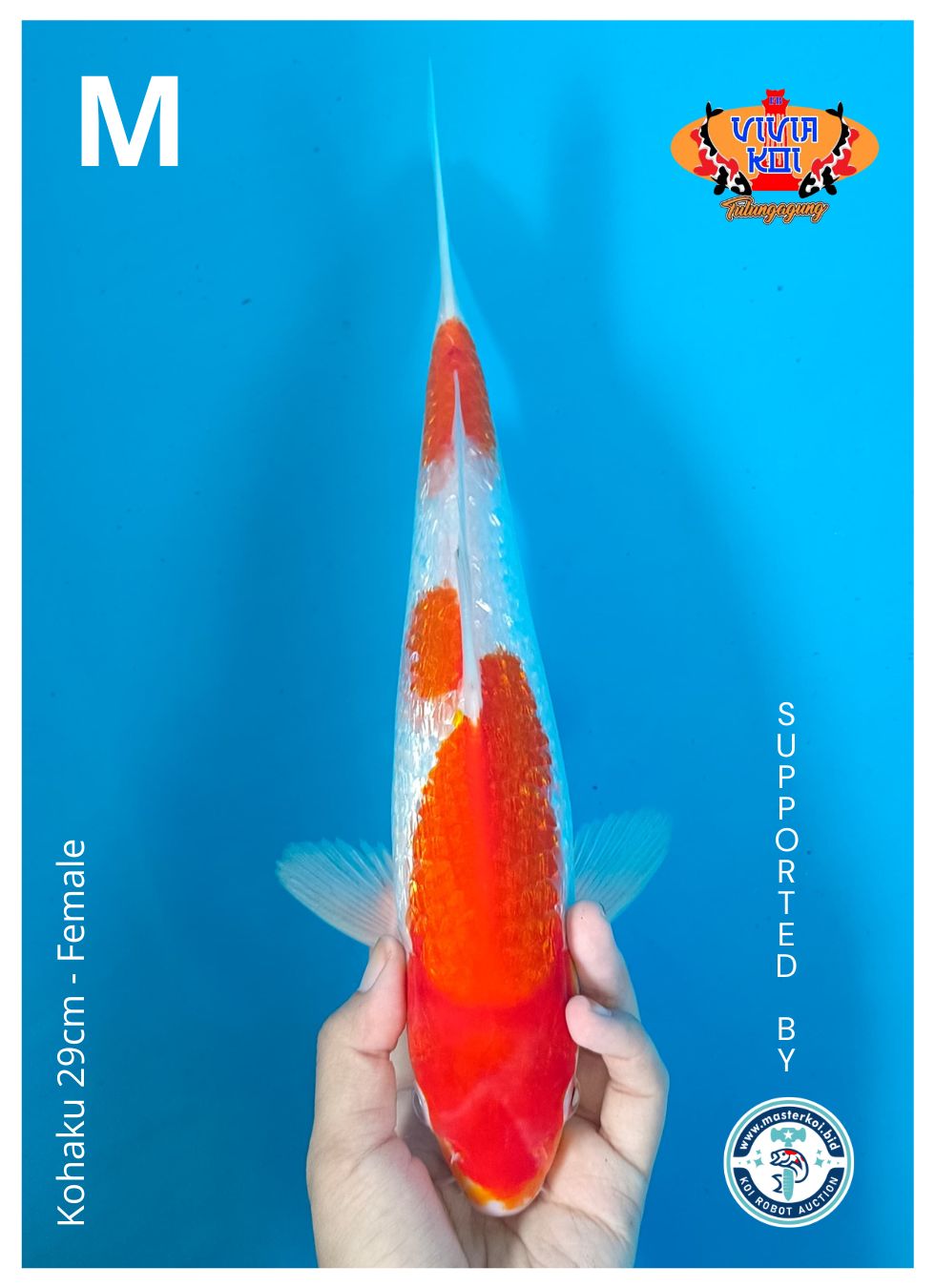 Lelang Koi Online, Jual Beli Ikan Koi, Pusat Jual Beli Koi, Info Lelang Koi Hari Ini, Platform Jual Beli Koi, Jual Beli Ikan Koi Online, Marketplace Ikan Koi, Jual Koi Terbaik, Tempat Beli Koi Berkualitas, Pasar Ikan Koi Online Terpercaya, Penjual Ikan Koi Terpercaya, Beli Koi Hias Online, Ikan Koi untuk Dijual, Koi Kualitas Terbaik, Toko Online Ikan Koi, Koi Hias Untuk Dijual, Jual Beli Ikan Koi Lokal, Koi Indonesia Online, Pusat Jual Beli Koi Terbesar