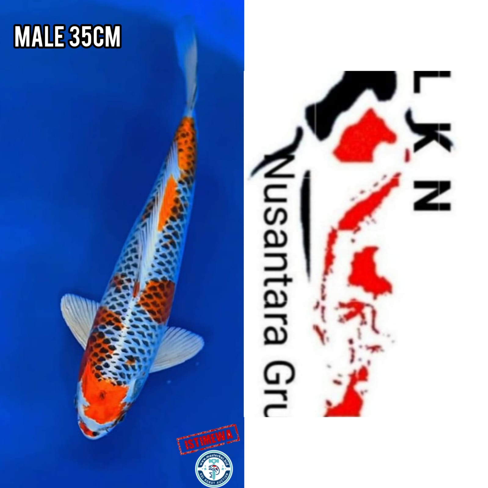 Lelang Koi Online, Jual Beli Ikan Koi, Pusat Jual Beli Koi, Info Lelang Koi Hari Ini, Platform Jual Beli Koi, Jual Beli Ikan Koi Online, Marketplace Ikan Koi, Jual Koi Terbaik, Tempat Beli Koi Berkualitas, Pasar Ikan Koi Online Terpercaya, Penjual Ikan Koi Terpercaya, Beli Koi Hias Online, Ikan Koi untuk Dijual, Koi Kualitas Terbaik, Toko Online Ikan Koi, Koi Hias Untuk Dijual, Jual Beli Ikan Koi Lokal, Koi Indonesia Online, Pusat Jual Beli Koi Terbesar