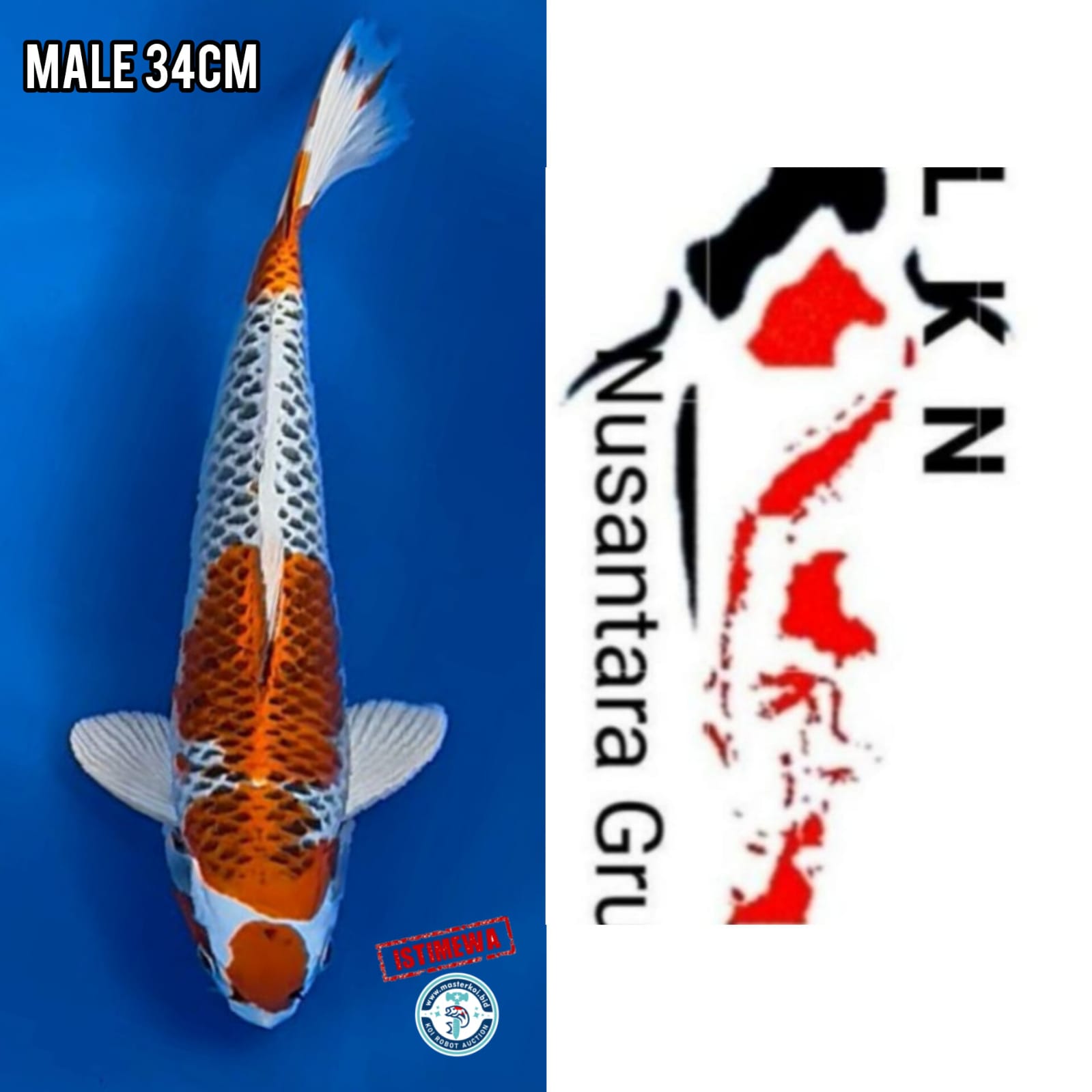 Lelang Koi Online, Jual Beli Ikan Koi, Pusat Jual Beli Koi, Info Lelang Koi Hari Ini, Platform Jual Beli Koi, Jual Beli Ikan Koi Online, Marketplace Ikan Koi, Jual Koi Terbaik, Tempat Beli Koi Berkualitas, Pasar Ikan Koi Online Terpercaya, Penjual Ikan Koi Terpercaya, Beli Koi Hias Online, Ikan Koi untuk Dijual, Koi Kualitas Terbaik, Toko Online Ikan Koi, Koi Hias Untuk Dijual, Jual Beli Ikan Koi Lokal, Koi Indonesia Online, Pusat Jual Beli Koi Terbesar