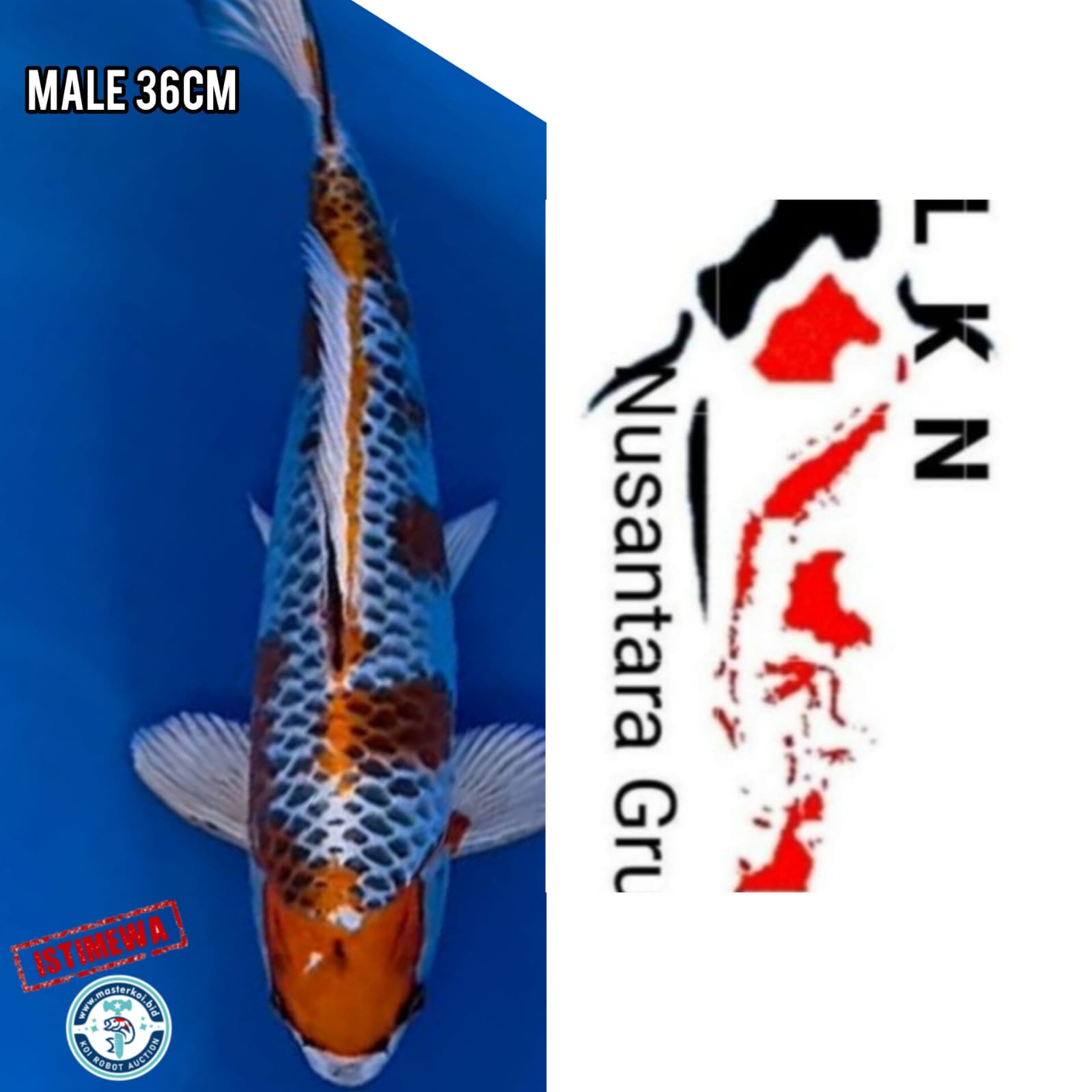 Lelang Koi Online, Jual Beli Ikan Koi, Pusat Jual Beli Koi, Info Lelang Koi Hari Ini, Platform Jual Beli Koi, Jual Beli Ikan Koi Online, Marketplace Ikan Koi, Jual Koi Terbaik, Tempat Beli Koi Berkualitas, Pasar Ikan Koi Online Terpercaya, Penjual Ikan Koi Terpercaya, Beli Koi Hias Online, Ikan Koi untuk Dijual, Koi Kualitas Terbaik, Toko Online Ikan Koi, Koi Hias Untuk Dijual, Jual Beli Ikan Koi Lokal, Koi Indonesia Online, Pusat Jual Beli Koi Terbesar