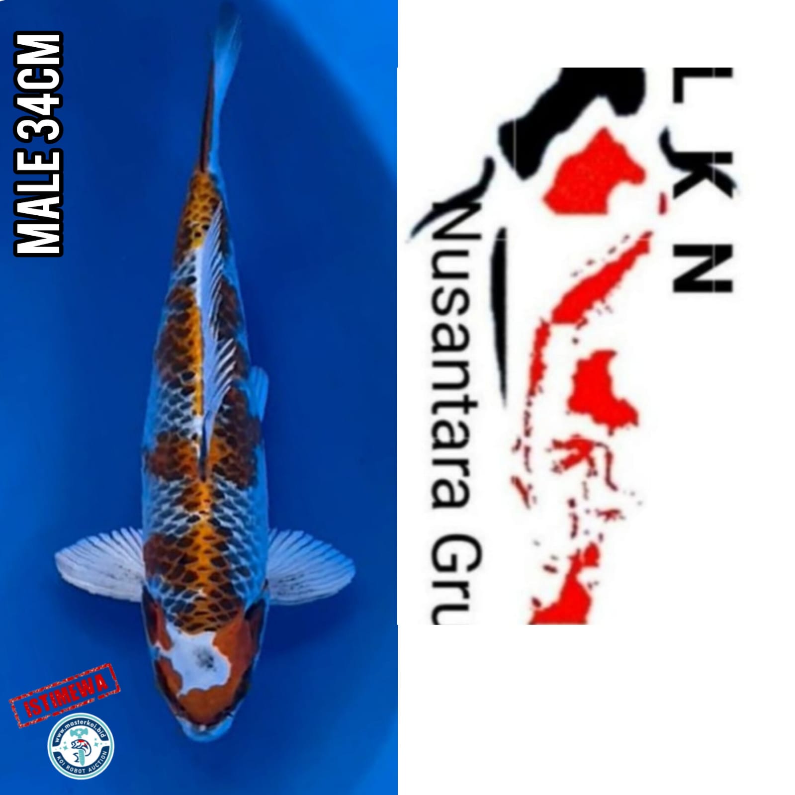 Lelang Koi Online, Jual Beli Ikan Koi, Pusat Jual Beli Koi, Info Lelang Koi Hari Ini, Platform Jual Beli Koi, Jual Beli Ikan Koi Online, Marketplace Ikan Koi, Jual Koi Terbaik, Tempat Beli Koi Berkualitas, Pasar Ikan Koi Online Terpercaya, Penjual Ikan Koi Terpercaya, Beli Koi Hias Online, Ikan Koi untuk Dijual, Koi Kualitas Terbaik, Toko Online Ikan Koi, Koi Hias Untuk Dijual, Jual Beli Ikan Koi Lokal, Koi Indonesia Online, Pusat Jual Beli Koi Terbesar
