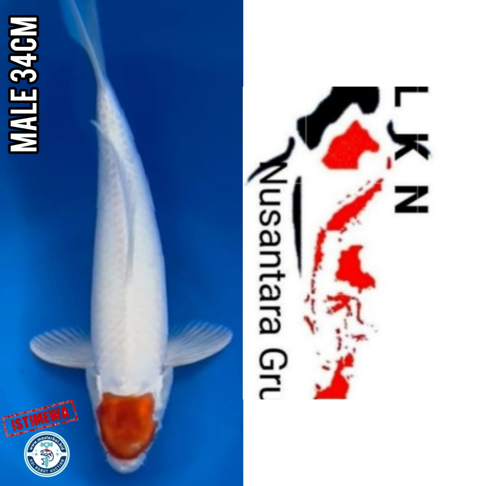 Lelang Koi Online, Jual Beli Ikan Koi, Pusat Jual Beli Koi, Info Lelang Koi Hari Ini, Platform Jual Beli Koi, Jual Beli Ikan Koi Online, Marketplace Ikan Koi, Jual Koi Terbaik, Tempat Beli Koi Berkualitas, Pasar Ikan Koi Online Terpercaya, Penjual Ikan Koi Terpercaya, Beli Koi Hias Online, Ikan Koi untuk Dijual, Koi Kualitas Terbaik, Toko Online Ikan Koi, Koi Hias Untuk Dijual, Jual Beli Ikan Koi Lokal, Koi Indonesia Online, Pusat Jual Beli Koi Terbesar