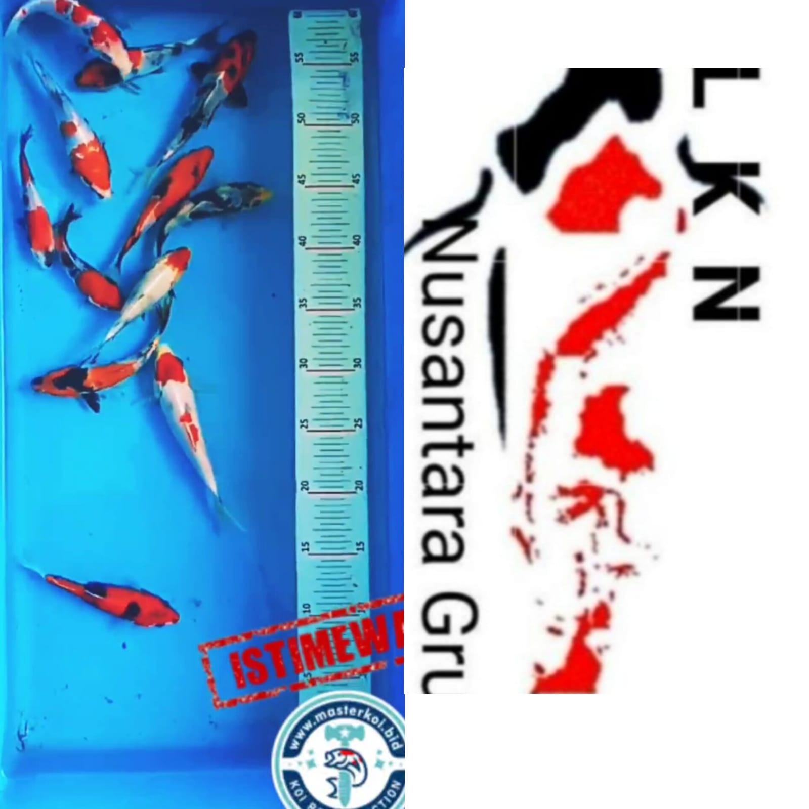 Lelang Koi Online, Jual Beli Ikan Koi, Pusat Jual Beli Koi, Info Lelang Koi Hari Ini, Platform Jual Beli Koi, Jual Beli Ikan Koi Online, Marketplace Ikan Koi, Jual Koi Terbaik, Tempat Beli Koi Berkualitas, Pasar Ikan Koi Online Terpercaya, Penjual Ikan Koi Terpercaya, Beli Koi Hias Online, Ikan Koi untuk Dijual, Koi Kualitas Terbaik, Toko Online Ikan Koi, Koi Hias Untuk Dijual, Jual Beli Ikan Koi Lokal, Koi Indonesia Online, Pusat Jual Beli Koi Terbesar