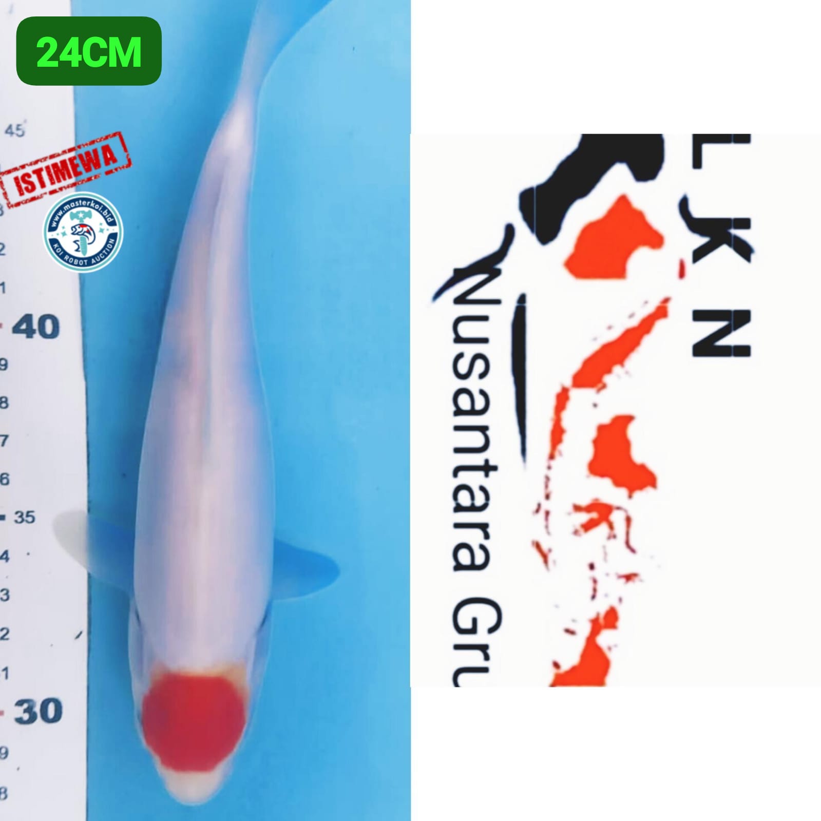 Lelang Koi Online, Jual Beli Ikan Koi, Pusat Jual Beli Koi, Info Lelang Koi Hari Ini, Platform Jual Beli Koi, Jual Beli Ikan Koi Online, Marketplace Ikan Koi, Jual Koi Terbaik, Tempat Beli Koi Berkualitas, Pasar Ikan Koi Online Terpercaya, Penjual Ikan Koi Terpercaya, Beli Koi Hias Online, Ikan Koi untuk Dijual, Koi Kualitas Terbaik, Toko Online Ikan Koi, Koi Hias Untuk Dijual, Jual Beli Ikan Koi Lokal, Koi Indonesia Online, Pusat Jual Beli Koi Terbesar