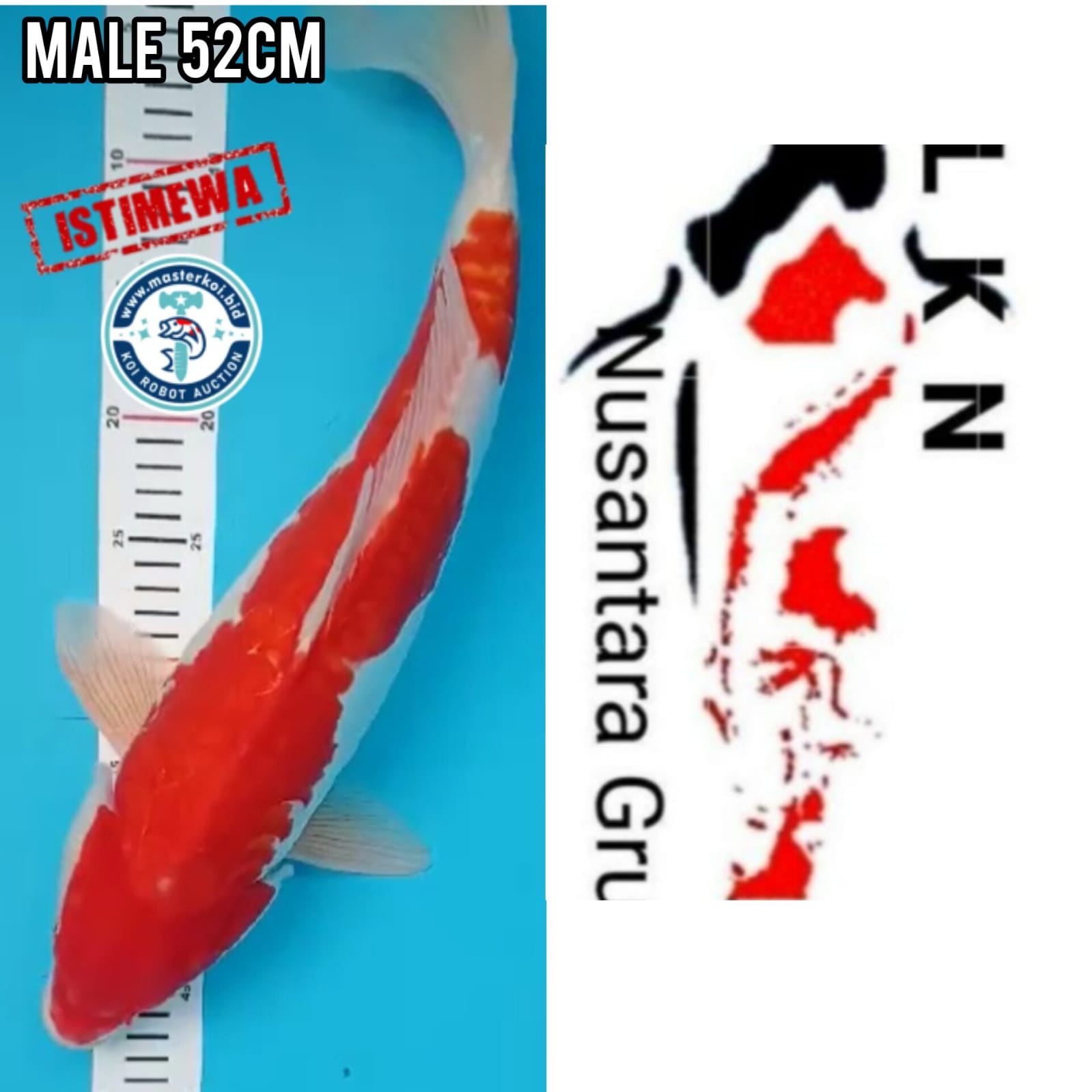 Lelang Koi Online, Jual Beli Ikan Koi, Pusat Jual Beli Koi, Info Lelang Koi Hari Ini, Platform Jual Beli Koi, Jual Beli Ikan Koi Online, Marketplace Ikan Koi, Jual Koi Terbaik, Tempat Beli Koi Berkualitas, Pasar Ikan Koi Online Terpercaya, Penjual Ikan Koi Terpercaya, Beli Koi Hias Online, Ikan Koi untuk Dijual, Koi Kualitas Terbaik, Toko Online Ikan Koi, Koi Hias Untuk Dijual, Jual Beli Ikan Koi Lokal, Koi Indonesia Online, Pusat Jual Beli Koi Terbesar