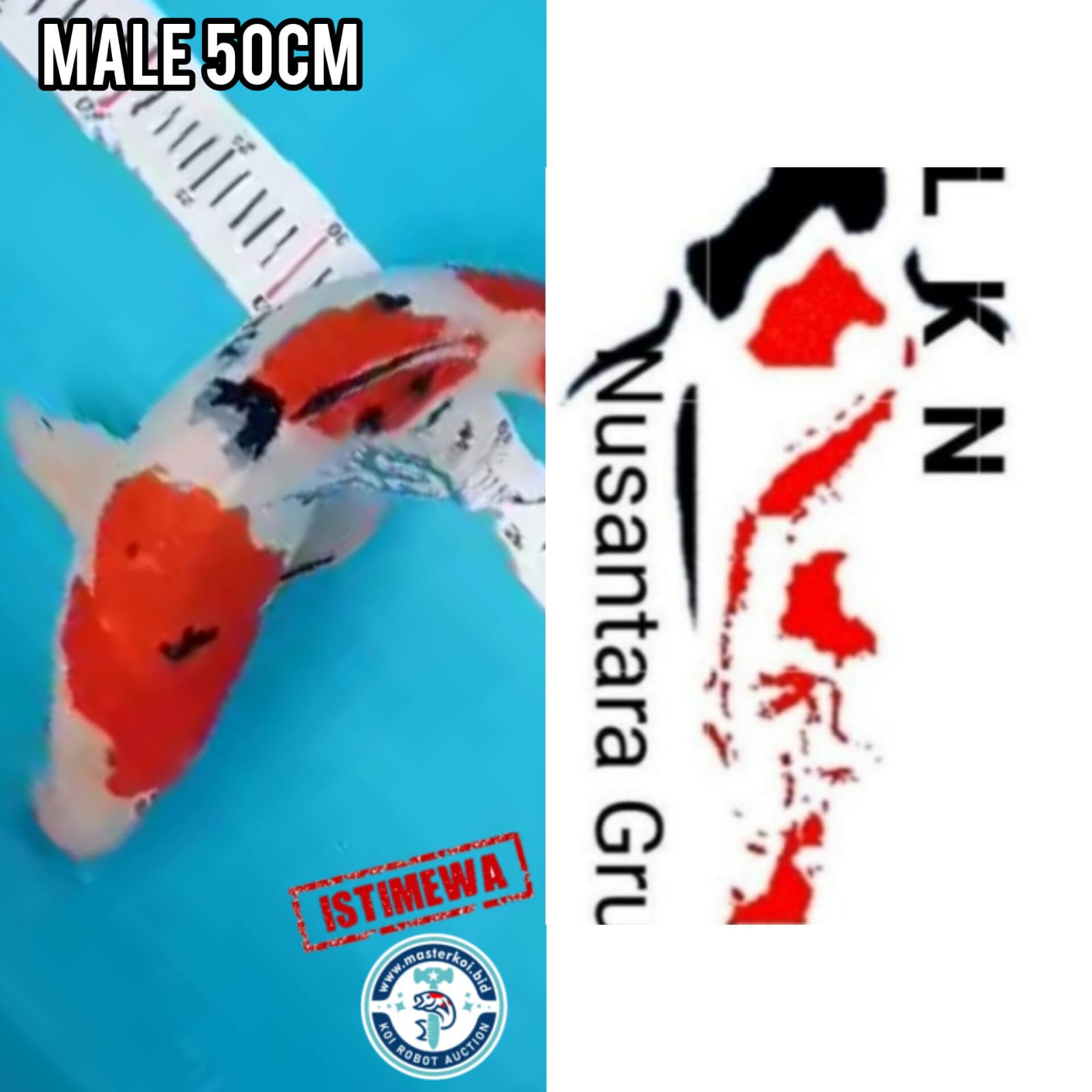 Lelang Koi Online, Jual Beli Ikan Koi, Pusat Jual Beli Koi, Info Lelang Koi Hari Ini, Platform Jual Beli Koi, Jual Beli Ikan Koi Online, Marketplace Ikan Koi, Jual Koi Terbaik, Tempat Beli Koi Berkualitas, Pasar Ikan Koi Online Terpercaya, Penjual Ikan Koi Terpercaya, Beli Koi Hias Online, Ikan Koi untuk Dijual, Koi Kualitas Terbaik, Toko Online Ikan Koi, Koi Hias Untuk Dijual, Jual Beli Ikan Koi Lokal, Koi Indonesia Online, Pusat Jual Beli Koi Terbesar
