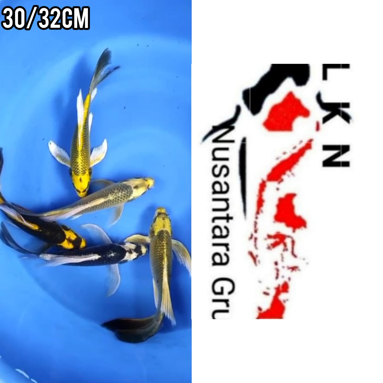 Lelang Koi Online, Jual Beli Ikan Koi, Pusat Jual Beli Koi, Info Lelang Koi Hari Ini, Platform Jual Beli Koi, Jual Beli Ikan Koi Online, Marketplace Ikan Koi, Jual Koi Terbaik, Tempat Beli Koi Berkualitas, Pasar Ikan Koi Online Terpercaya, Penjual Ikan Koi Terpercaya, Beli Koi Hias Online, Ikan Koi untuk Dijual, Koi Kualitas Terbaik, Toko Online Ikan Koi, Koi Hias Untuk Dijual, Jual Beli Ikan Koi Lokal, Koi Indonesia Online, Pusat Jual Beli Koi Terbesar