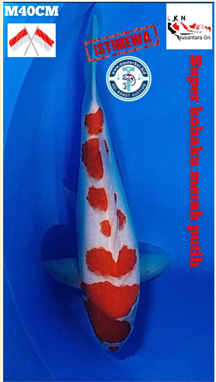 Lelang Koi Online, Jual Beli Ikan Koi, Pusat Jual Beli Koi, Info Lelang Koi Hari Ini, Platform Jual Beli Koi, Jual Beli Ikan Koi Online, Marketplace Ikan Koi, Jual Koi Terbaik, Tempat Beli Koi Berkualitas, Pasar Ikan Koi Online Terpercaya, Penjual Ikan Koi Terpercaya, Beli Koi Hias Online, Ikan Koi untuk Dijual, Koi Kualitas Terbaik, Toko Online Ikan Koi, Koi Hias Untuk Dijual, Jual Beli Ikan Koi Lokal, Koi Indonesia Online, Pusat Jual Beli Koi Terbesar