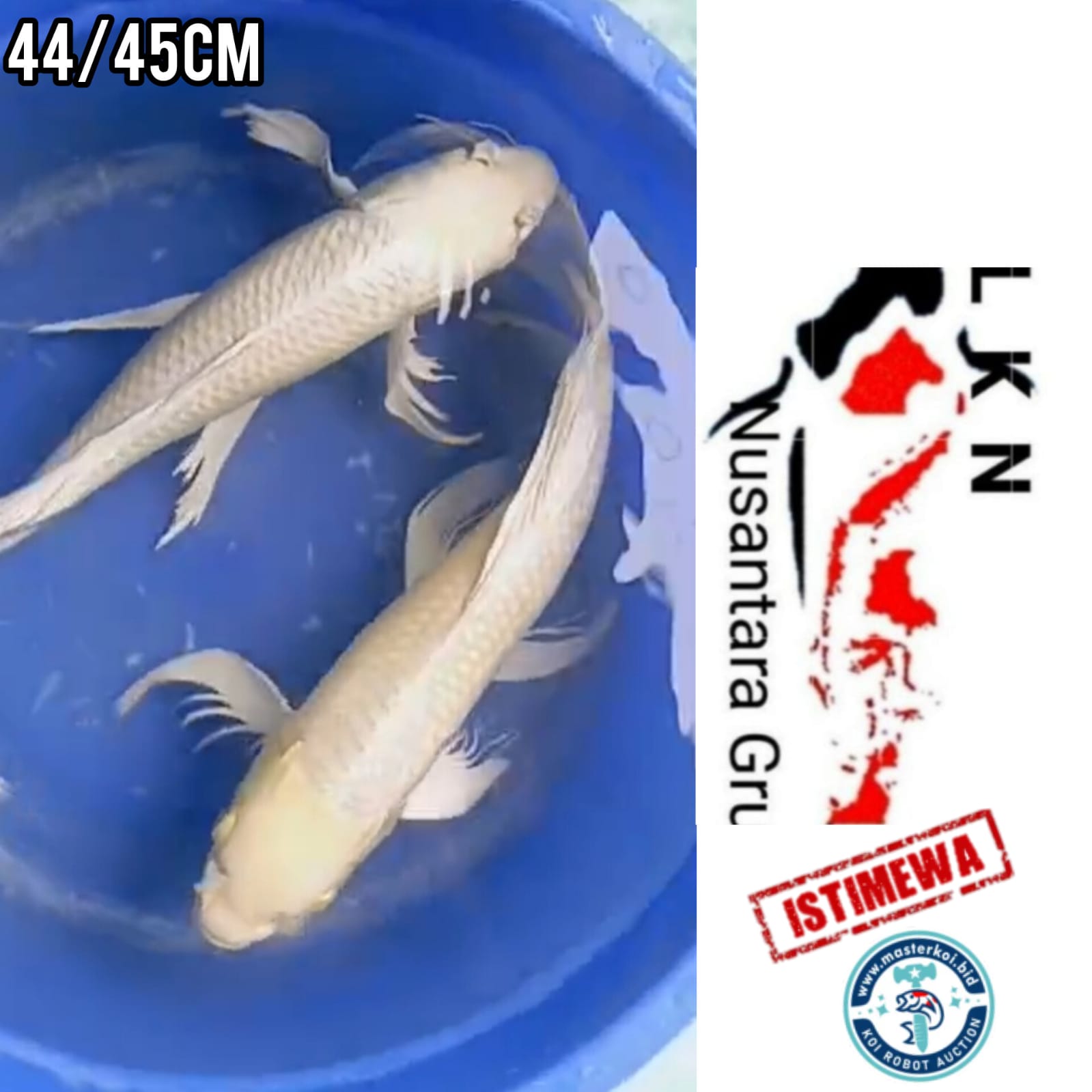 Lelang Koi Online, Jual Beli Ikan Koi, Pusat Jual Beli Koi, Info Lelang Koi Hari Ini, Platform Jual Beli Koi, Jual Beli Ikan Koi Online, Marketplace Ikan Koi, Jual Koi Terbaik, Tempat Beli Koi Berkualitas, Pasar Ikan Koi Online Terpercaya, Penjual Ikan Koi Terpercaya, Beli Koi Hias Online, Ikan Koi untuk Dijual, Koi Kualitas Terbaik, Toko Online Ikan Koi, Koi Hias Untuk Dijual, Jual Beli Ikan Koi Lokal, Koi Indonesia Online, Pusat Jual Beli Koi Terbesar
