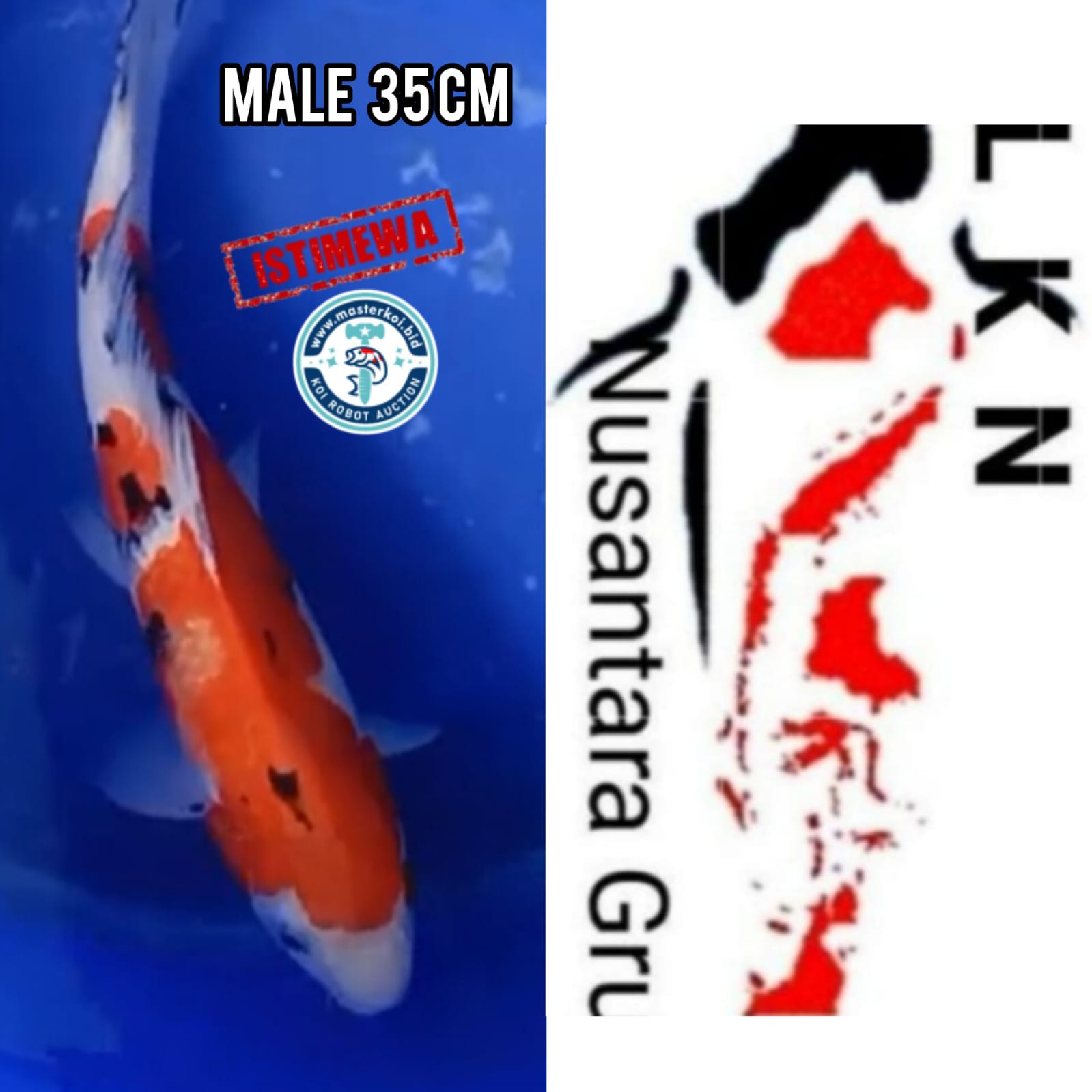 Lelang Koi Online, Jual Beli Ikan Koi, Pusat Jual Beli Koi, Info Lelang Koi Hari Ini, Platform Jual Beli Koi, Jual Beli Ikan Koi Online, Marketplace Ikan Koi, Jual Koi Terbaik, Tempat Beli Koi Berkualitas, Pasar Ikan Koi Online Terpercaya, Penjual Ikan Koi Terpercaya, Beli Koi Hias Online, Ikan Koi untuk Dijual, Koi Kualitas Terbaik, Toko Online Ikan Koi, Koi Hias Untuk Dijual, Jual Beli Ikan Koi Lokal, Koi Indonesia Online, Pusat Jual Beli Koi Terbesar