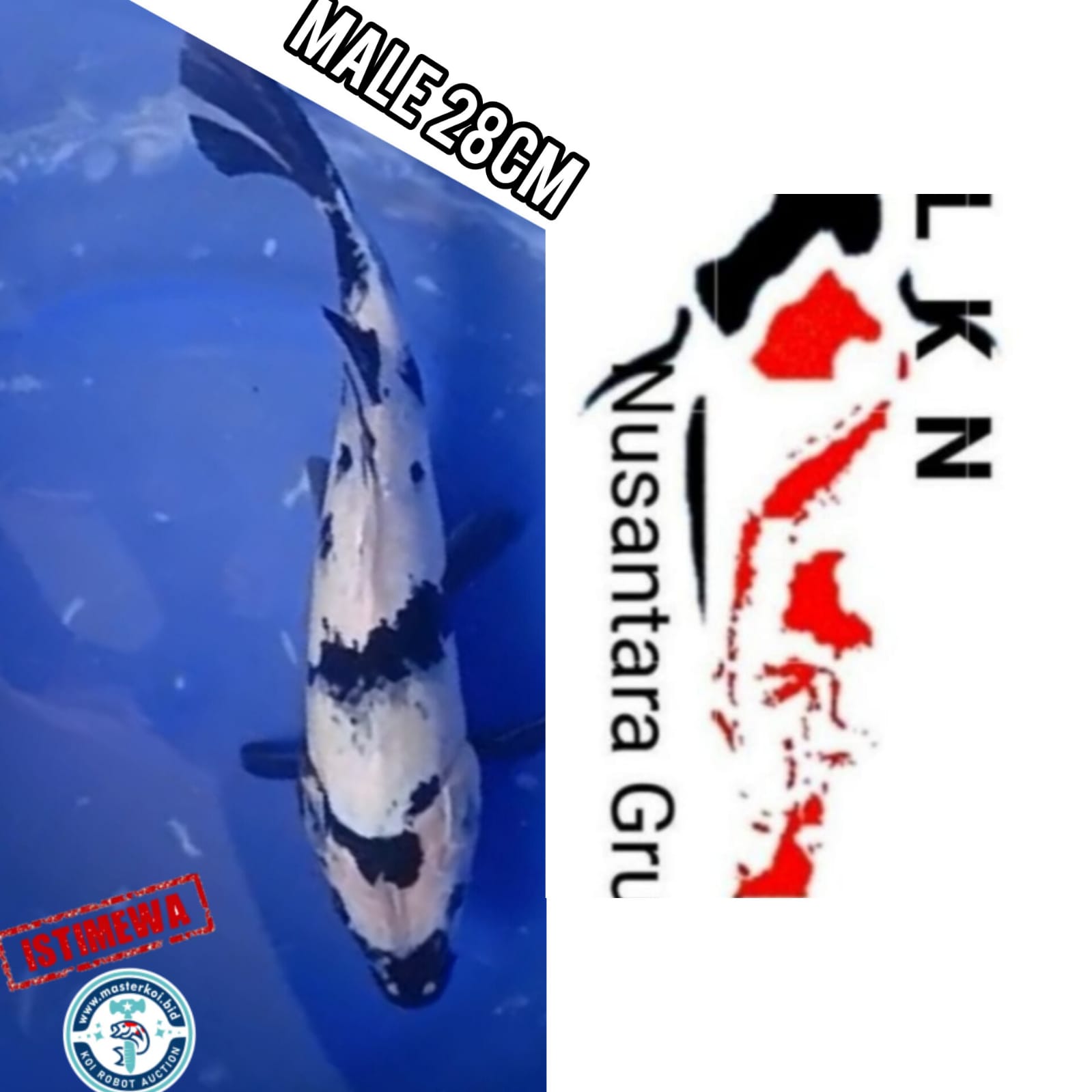 Lelang Koi Online, Jual Beli Ikan Koi, Pusat Jual Beli Koi, Info Lelang Koi Hari Ini, Platform Jual Beli Koi, Jual Beli Ikan Koi Online, Marketplace Ikan Koi, Jual Koi Terbaik, Tempat Beli Koi Berkualitas, Pasar Ikan Koi Online Terpercaya, Penjual Ikan Koi Terpercaya, Beli Koi Hias Online, Ikan Koi untuk Dijual, Koi Kualitas Terbaik, Toko Online Ikan Koi, Koi Hias Untuk Dijual, Jual Beli Ikan Koi Lokal, Koi Indonesia Online, Pusat Jual Beli Koi Terbesar