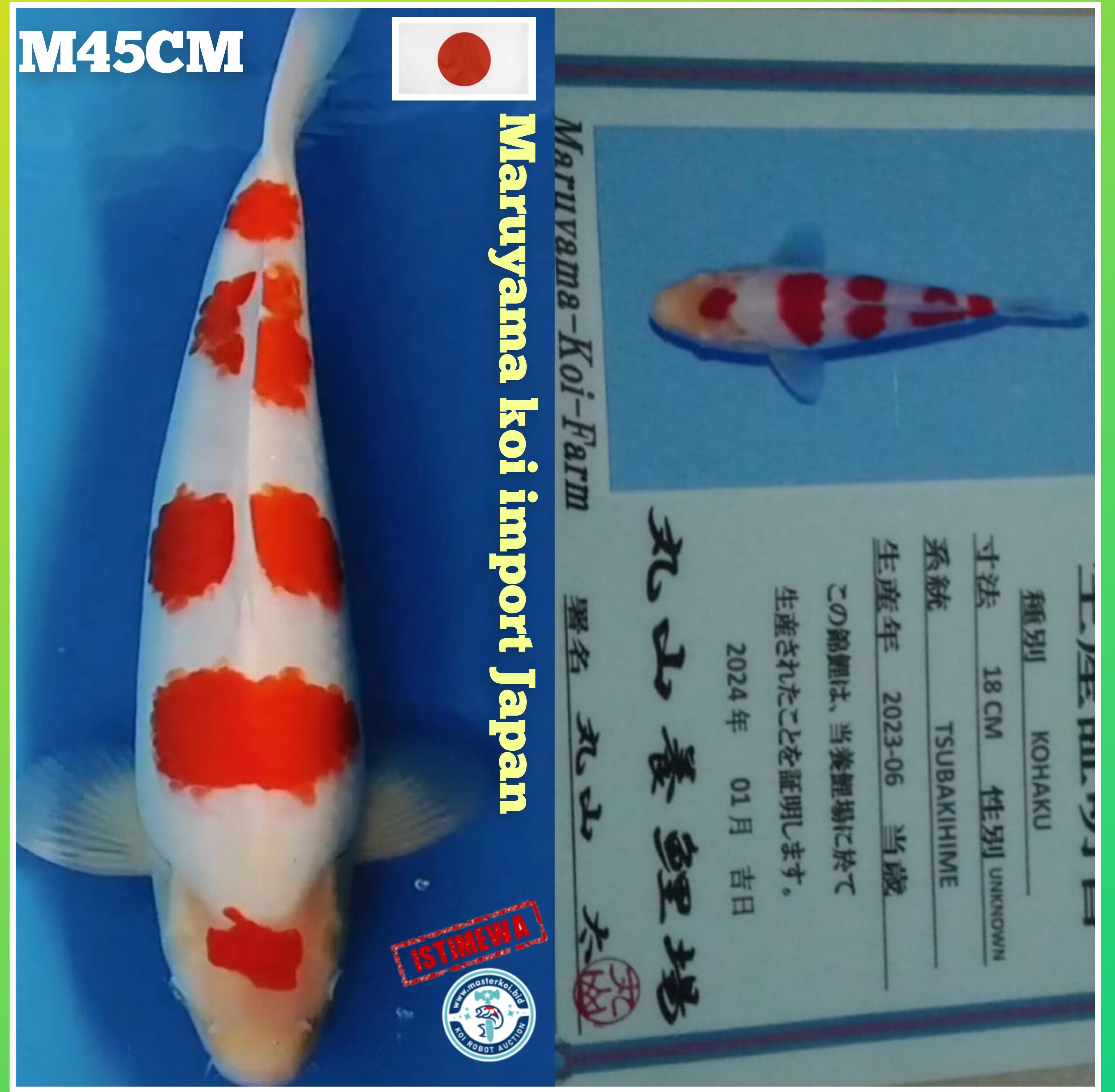Lelang Koi Online, Jual Beli Ikan Koi, Pusat Jual Beli Koi, Info Lelang Koi Hari Ini, Platform Jual Beli Koi, Jual Beli Ikan Koi Online, Marketplace Ikan Koi, Jual Koi Terbaik, Tempat Beli Koi Berkualitas, Pasar Ikan Koi Online Terpercaya, Penjual Ikan Koi Terpercaya, Beli Koi Hias Online, Ikan Koi untuk Dijual, Koi Kualitas Terbaik, Toko Online Ikan Koi, Koi Hias Untuk Dijual, Jual Beli Ikan Koi Lokal, Koi Indonesia Online, Pusat Jual Beli Koi Terbesar