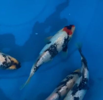 Lelang Koi Online, Jual Beli Ikan Koi, Pusat Jual Beli Koi, Info Lelang Koi Hari Ini, Platform Jual Beli Koi, Jual Beli Ikan Koi Online, Marketplace Ikan Koi, Jual Koi Terbaik, Tempat Beli Koi Berkualitas, Pasar Ikan Koi Online Terpercaya, Penjual Ikan Koi Terpercaya, Beli Koi Hias Online, Ikan Koi untuk Dijual, Koi Kualitas Terbaik, Toko Online Ikan Koi, Koi Hias Untuk Dijual, Jual Beli Ikan Koi Lokal, Koi Indonesia Online, Pusat Jual Beli Koi Terbesar